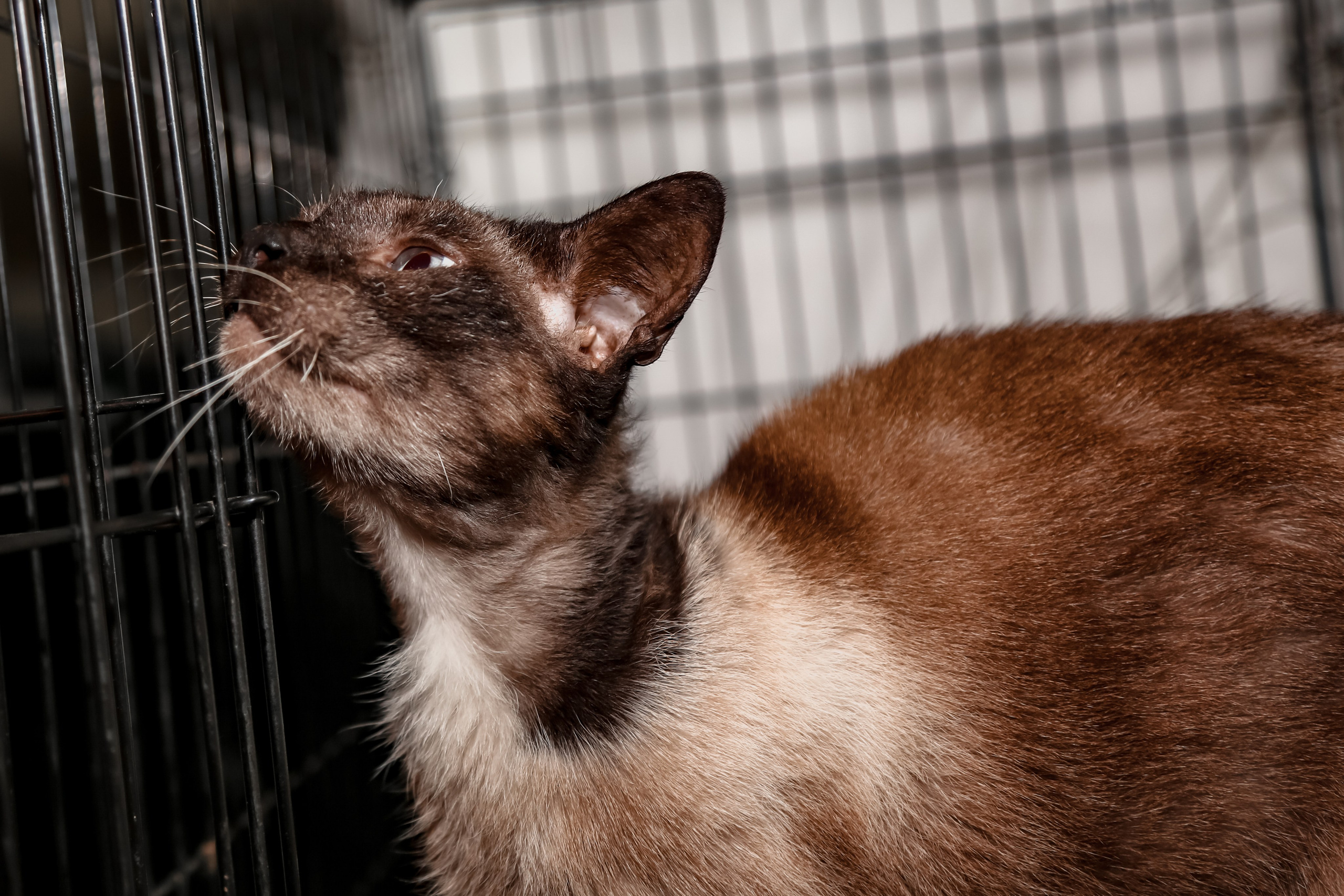 Приют Кошкин Дом Филимоша. Ваш фотограф в Оренбурге Рощупкина Екатерина