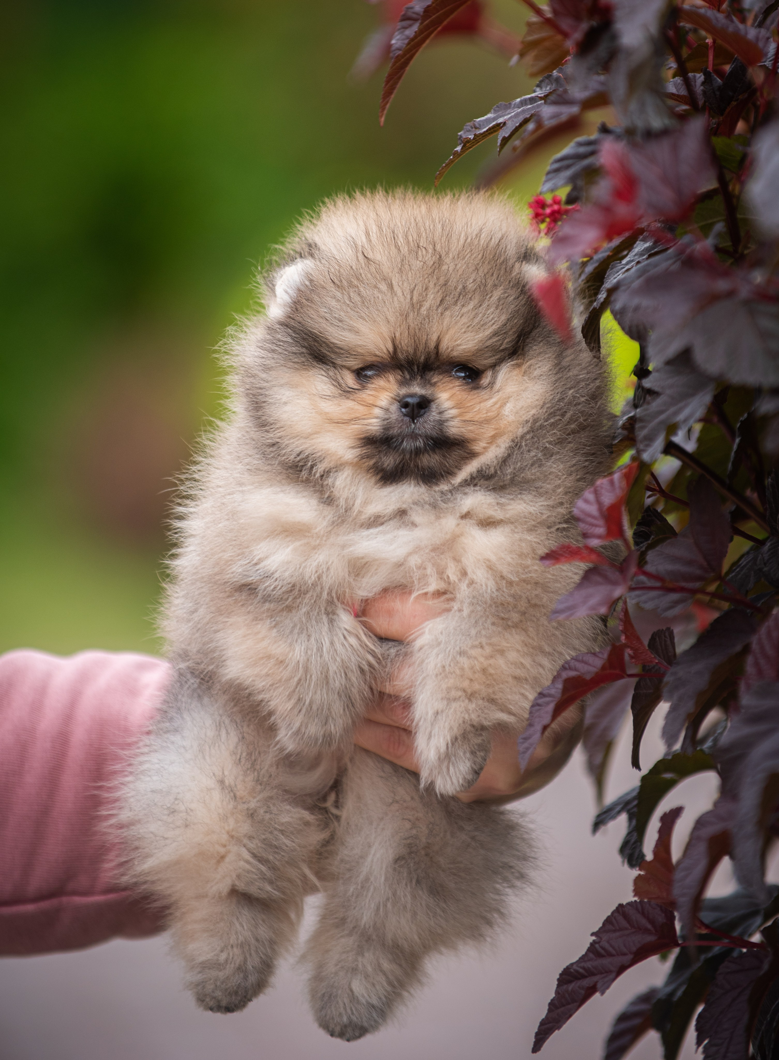 Шпицы щенки. Главная