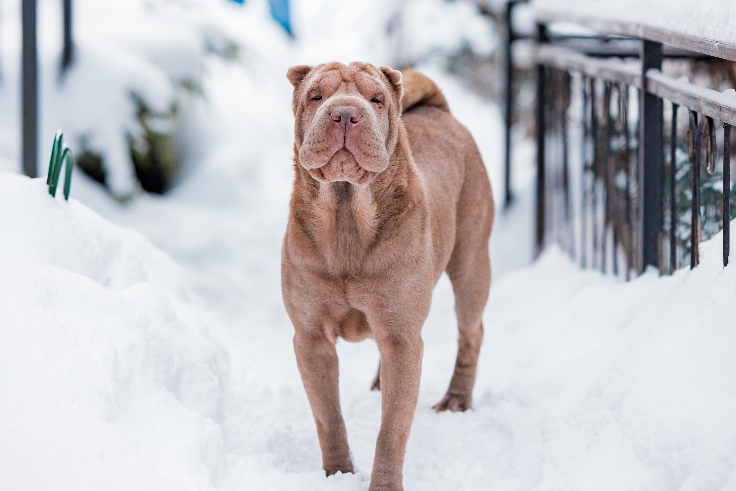 В гостях у шарпеев 16.01.2024. Фотограф-анималист Юлия Германика
