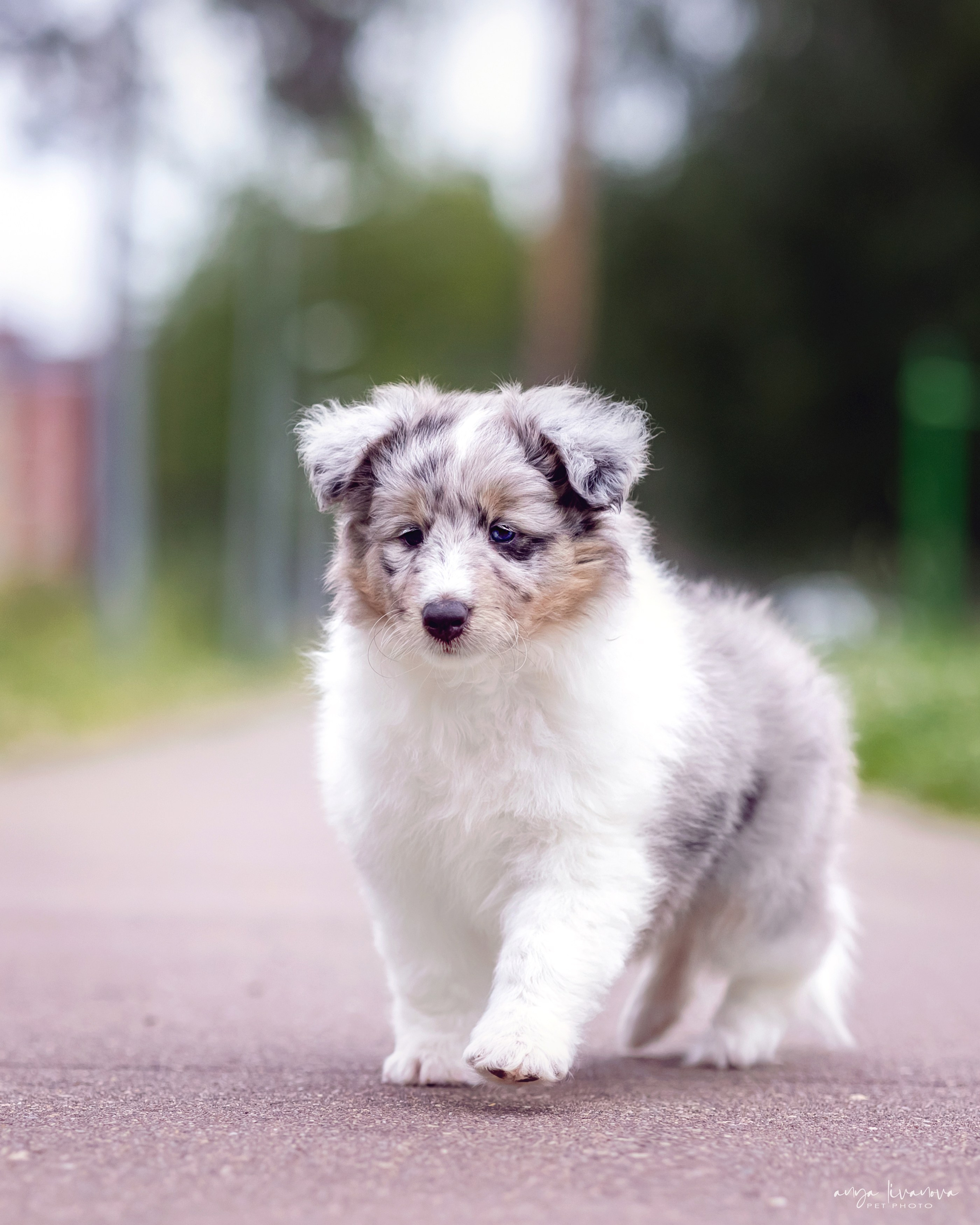 Шелти. Фотограф анималист Аня Ливанова | Рыбинск