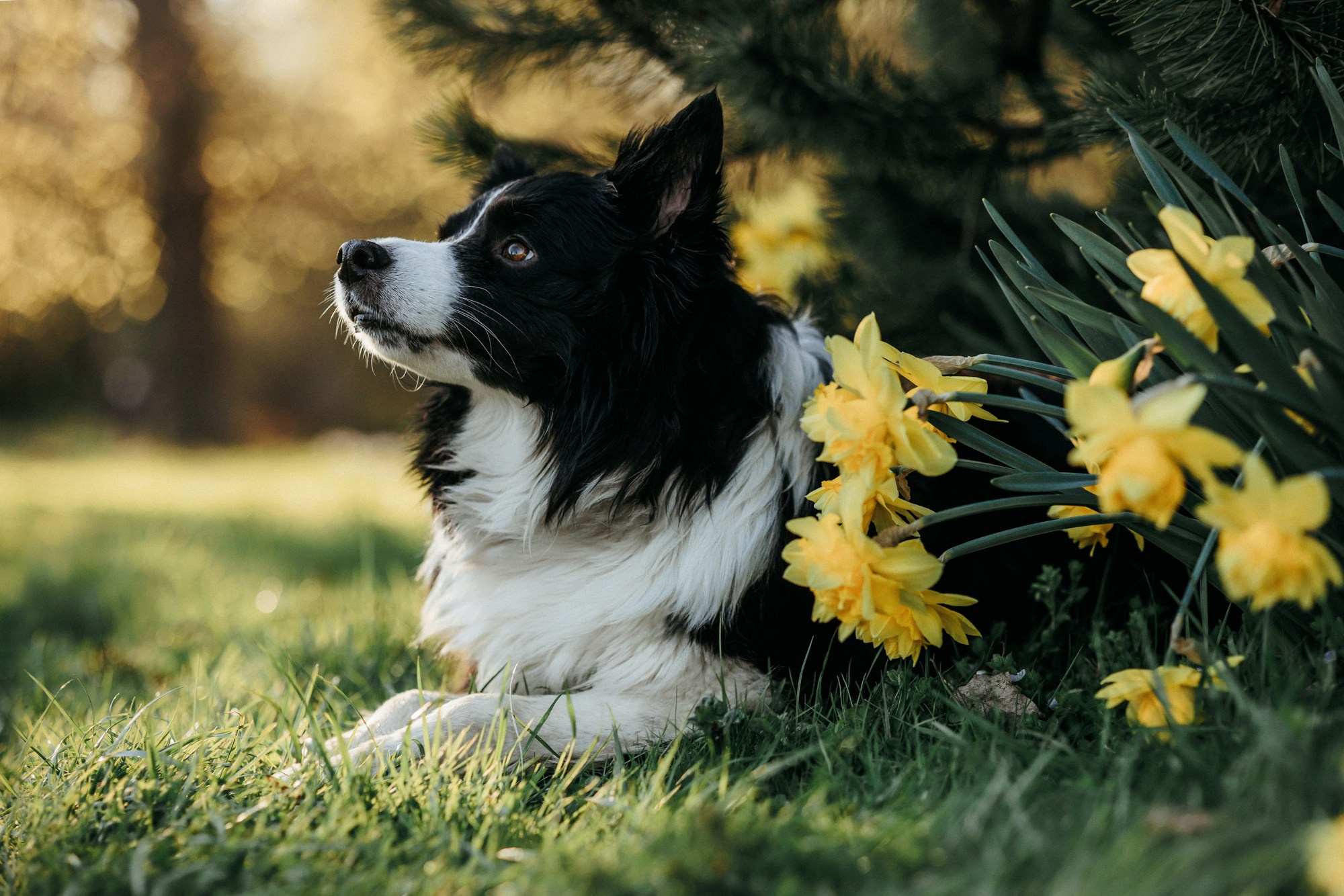 Аня и Иден. Фотограф-анималист Елена Радченко, Москва