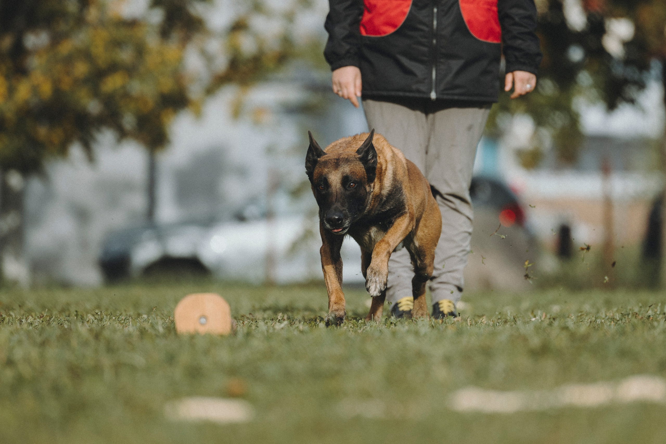 Испытания по мондьорингу г. Пушкин 29.09.2024. Фотограф-анималист Анна Маринич