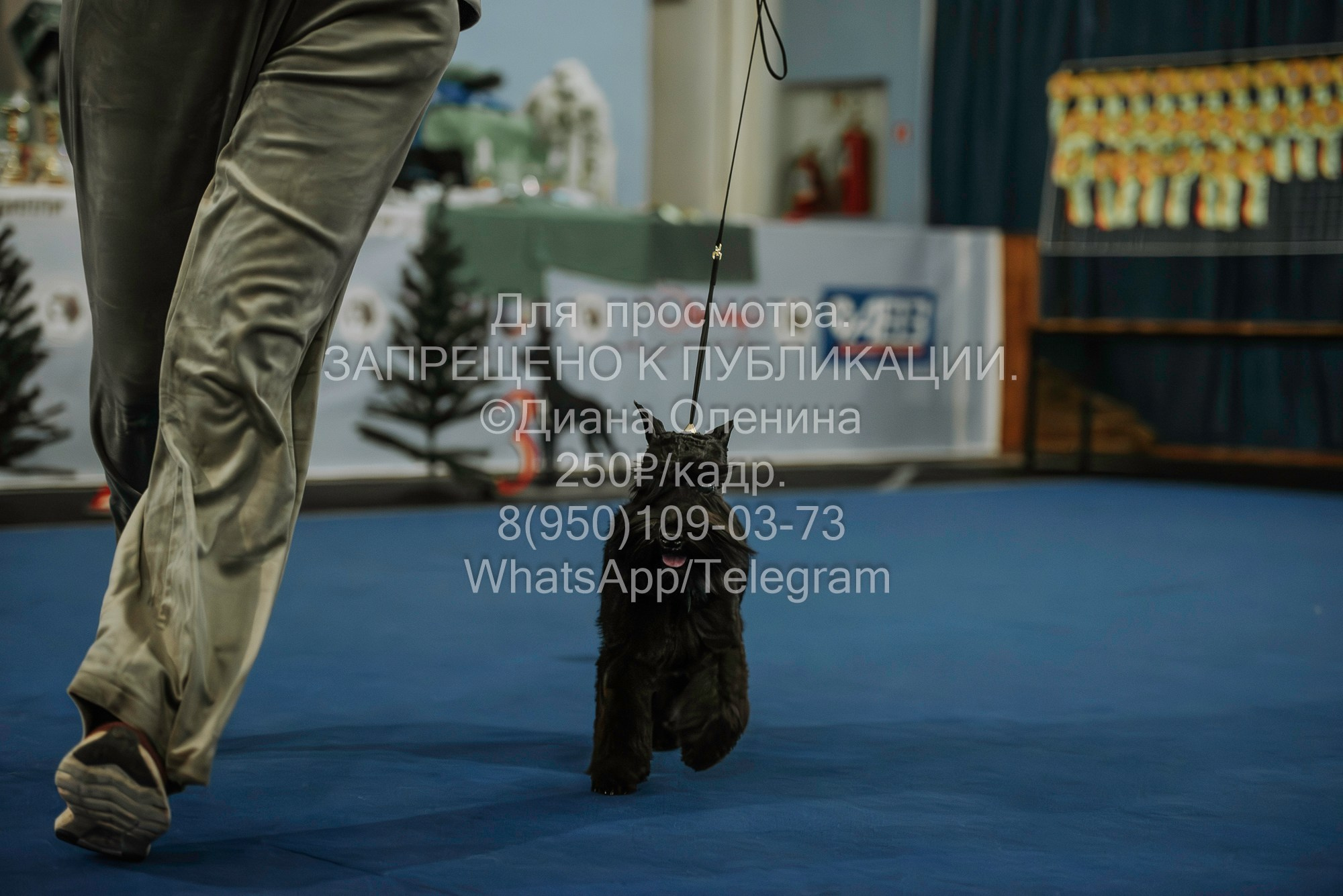 Выставка собак Красноярск 29.10.2023. Фотограф Диана Оленина Красноярск / Братск