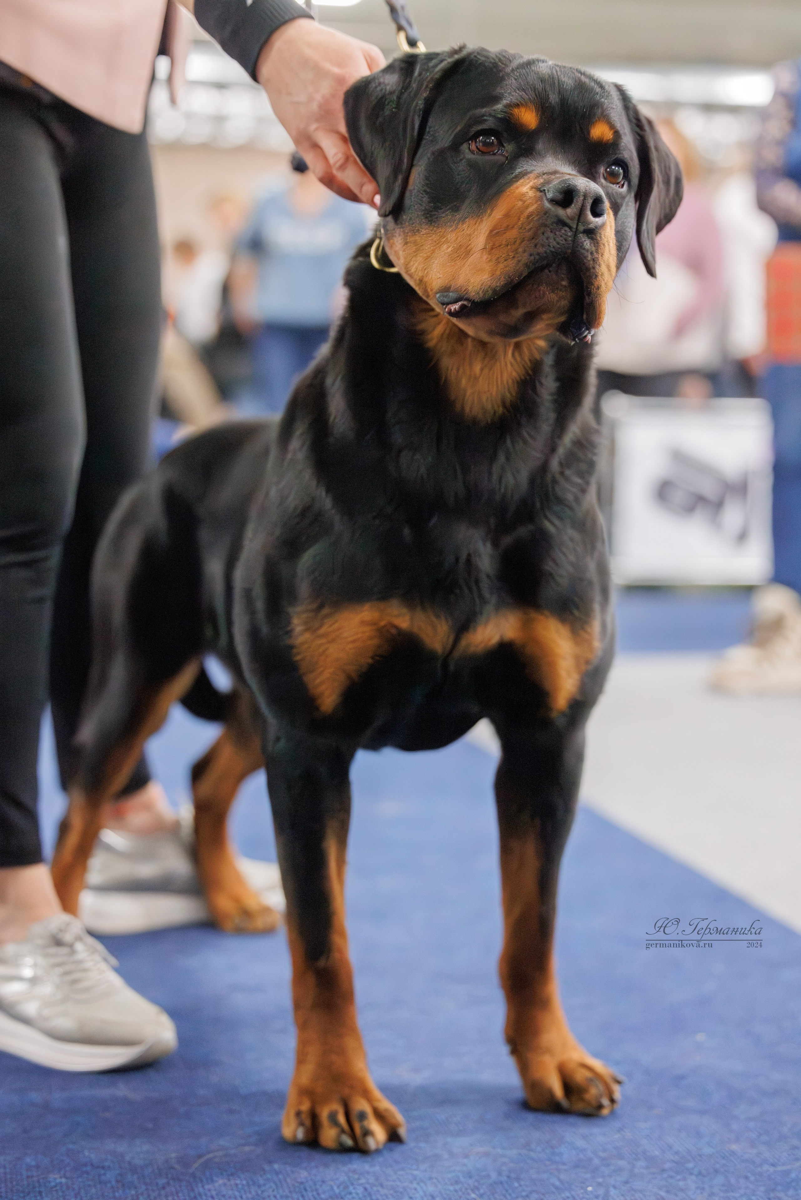 Сфера и Крокус 8,9,16 и 30.03.2025. Фотограф-анималист Юлия Германика