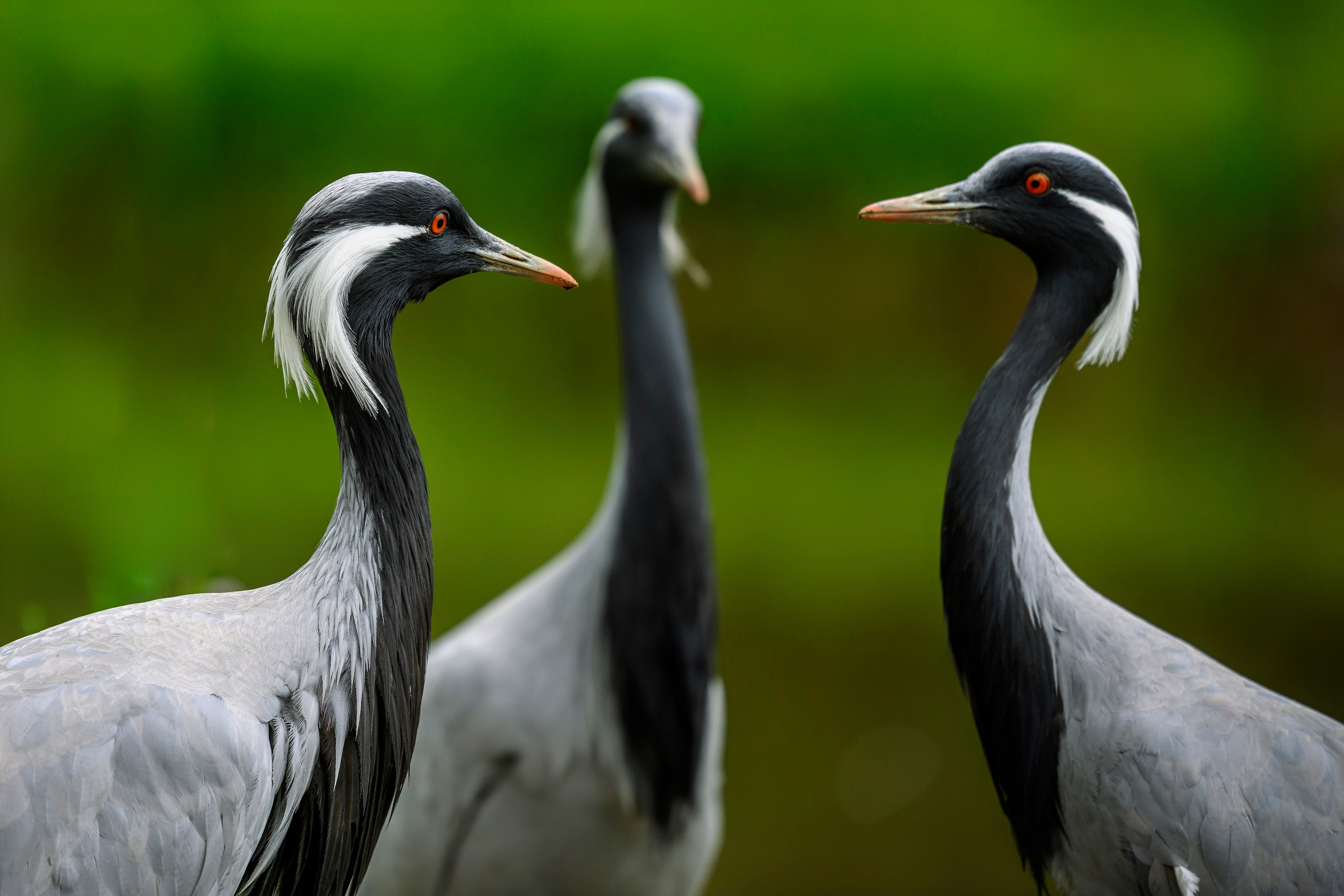 Журавль красавка. Фотограф Сергей Пупонин