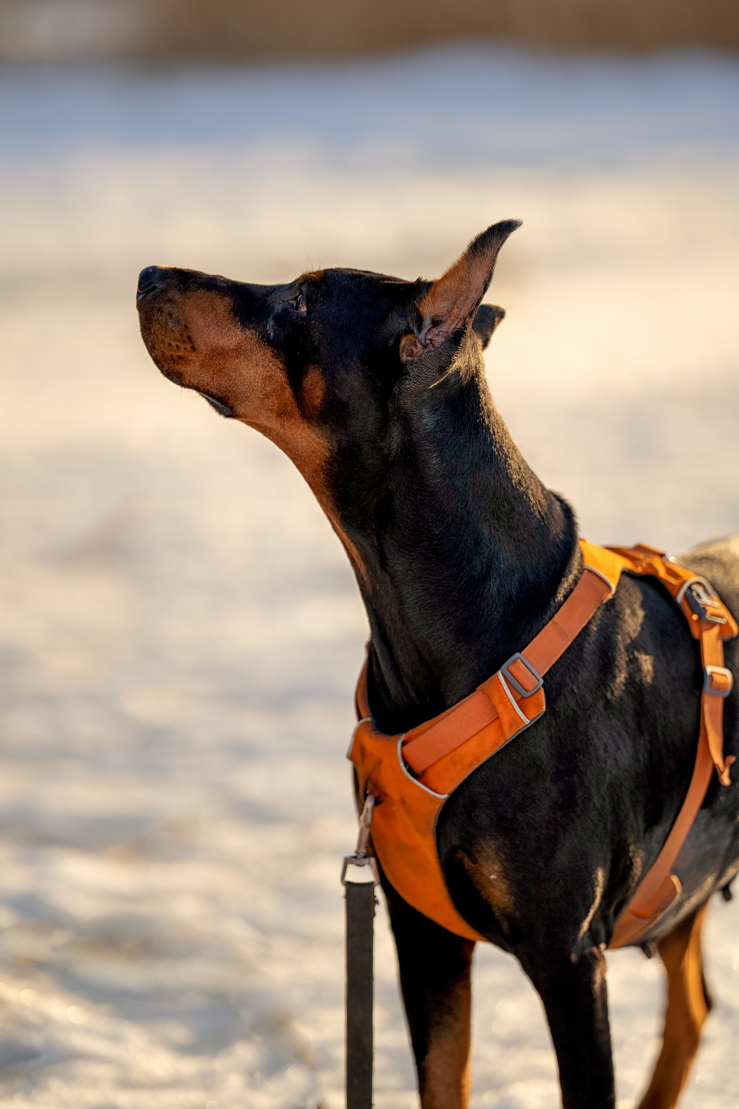 Лена, Миша, Яшма. Портретный и семейный фотограф в Санкт-Петербурге Татьяна Дубова