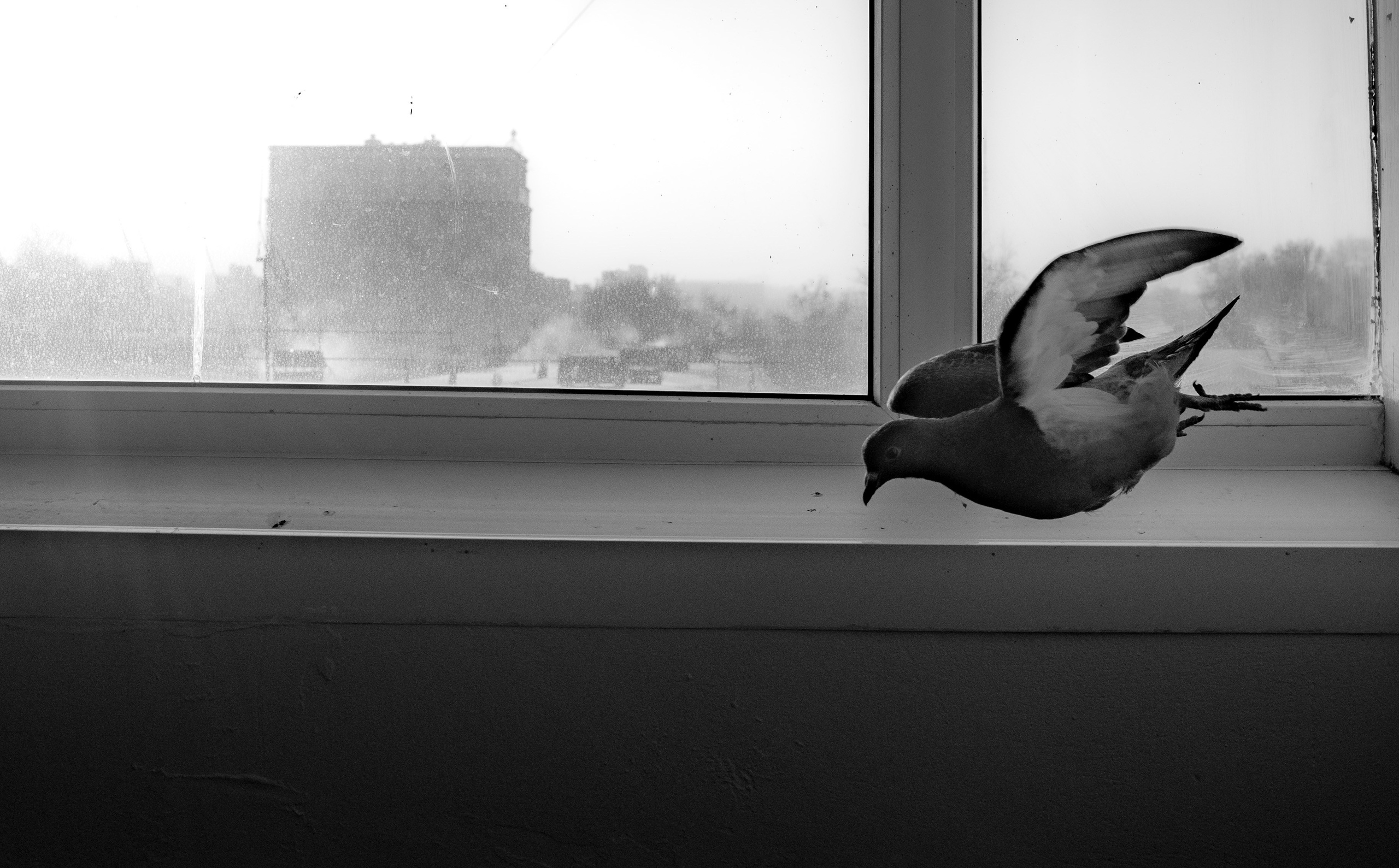 Feathers Against Concrete. StepanGerasimov