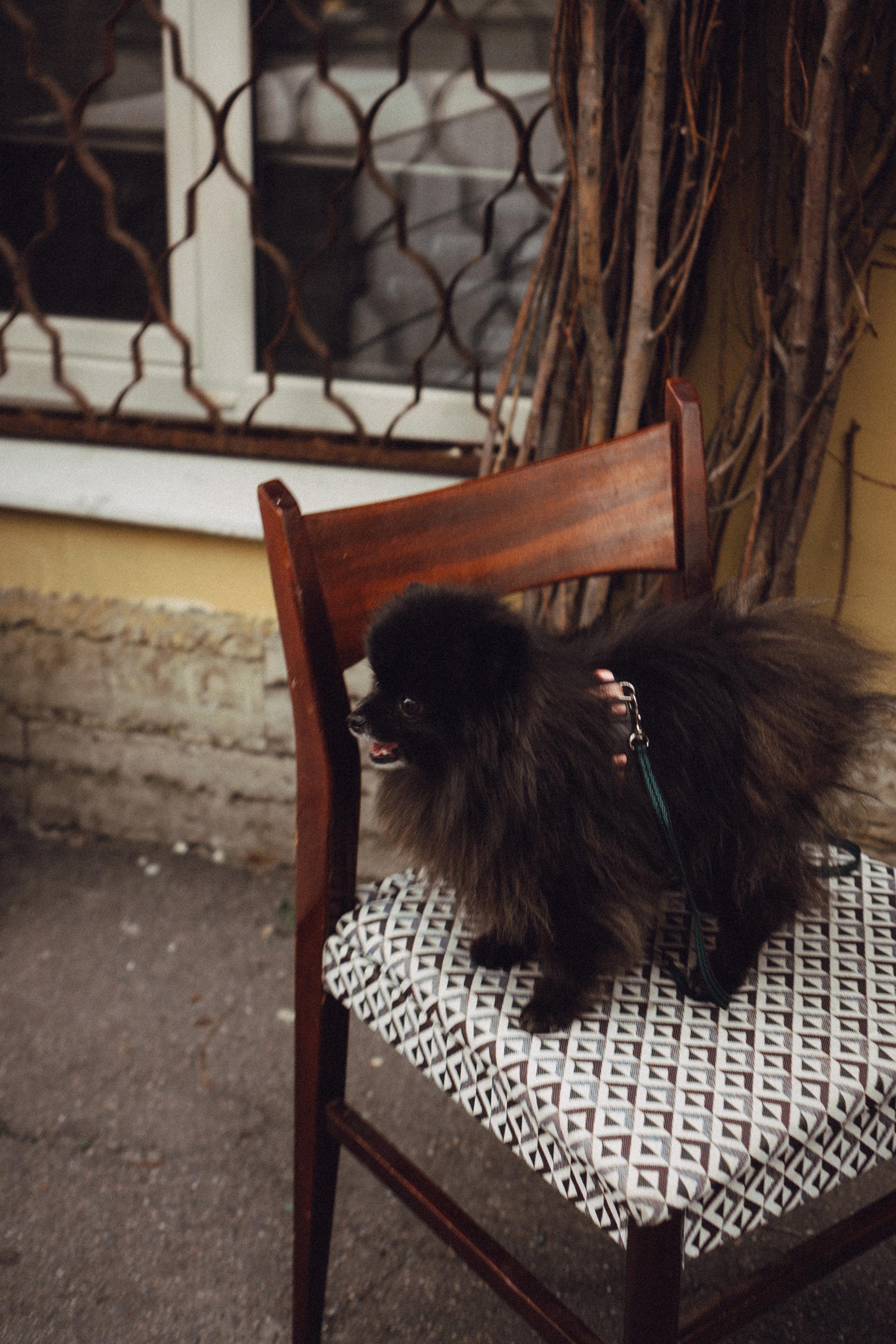 Беременность (только часть фото по желанию клиентов могу показать)). Профессиональный фотограф, Санкт-Петербург — Виктория Богомолова