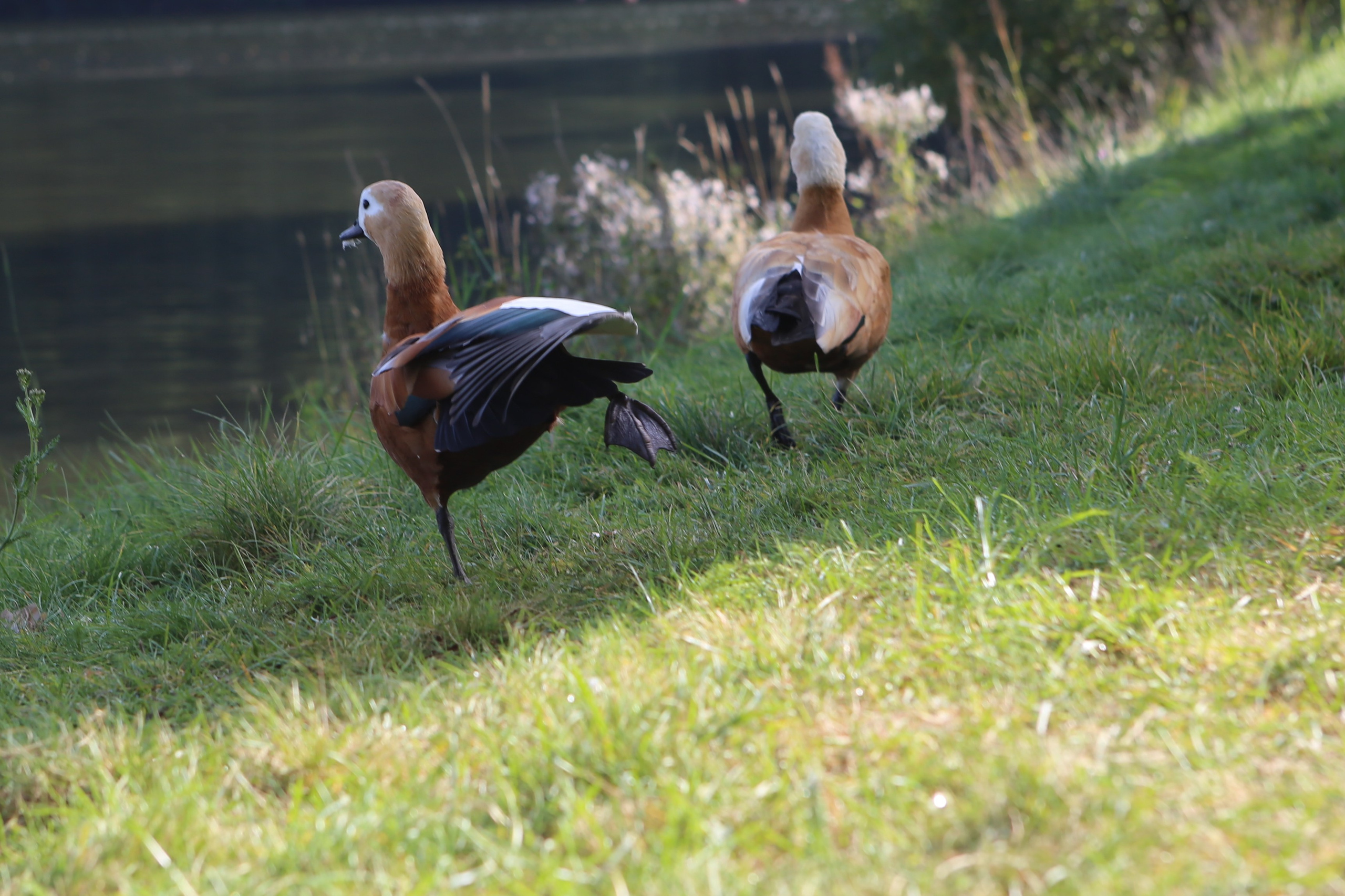 Скандинавская прогулка в Царицынском парке. Фотограф Антонина Гудкова