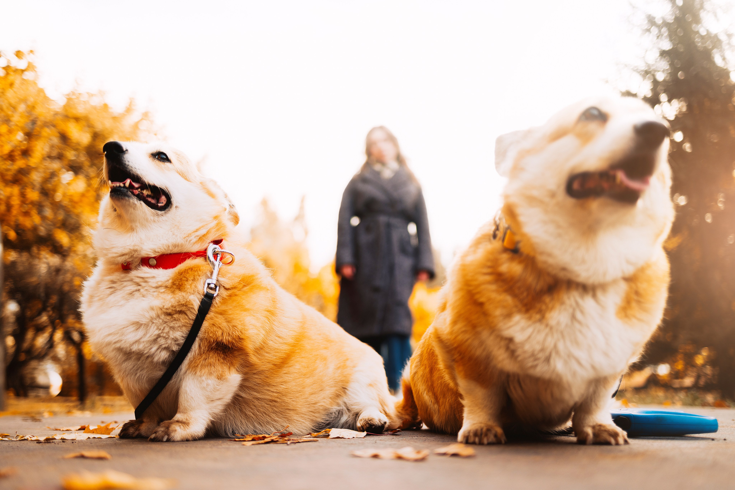 Золотая осень с корги. Свадебный и семейный фотограф в Рязани Датская Ксения