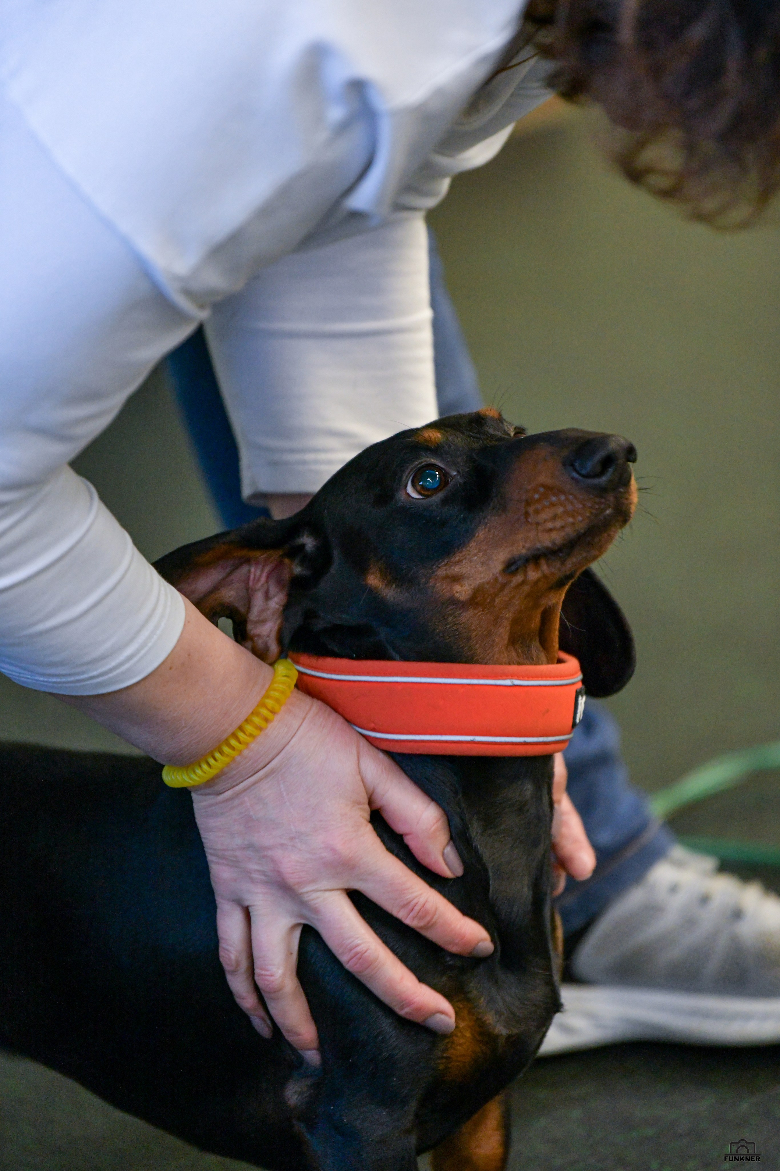 Кинологический клуб «Бодрый хвост». Свой взгляд через объектив