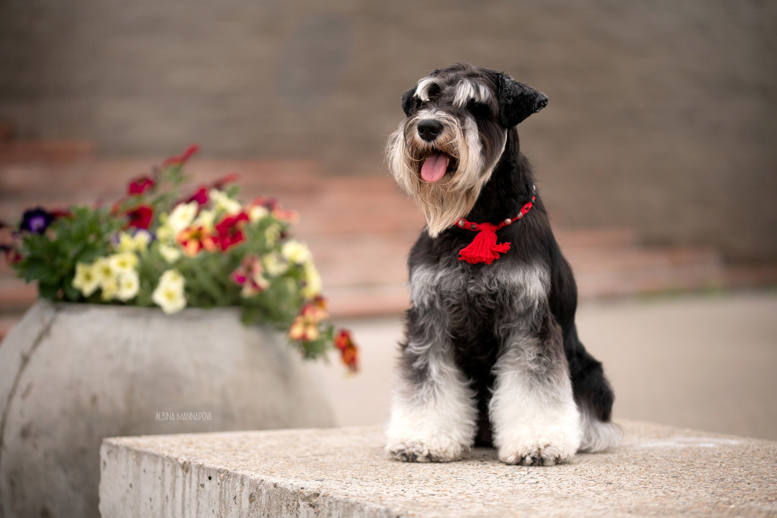 Собаки. FASHION ФОТОГРАФ КАЗАНЬ