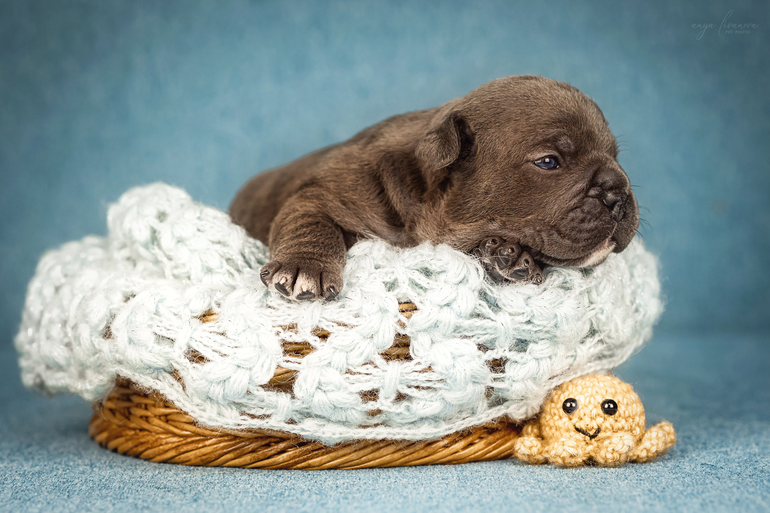 Амбулли. Фотограф анималист Аня Ливанова | Рыбинск
