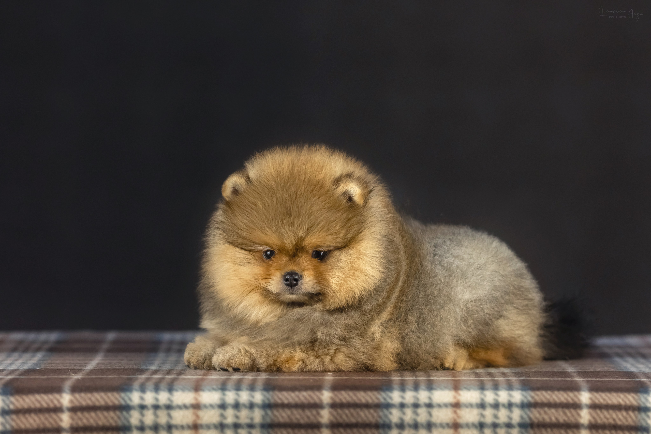 Шпикачки. Фотограф анималист Аня Ливанова | Рыбинск