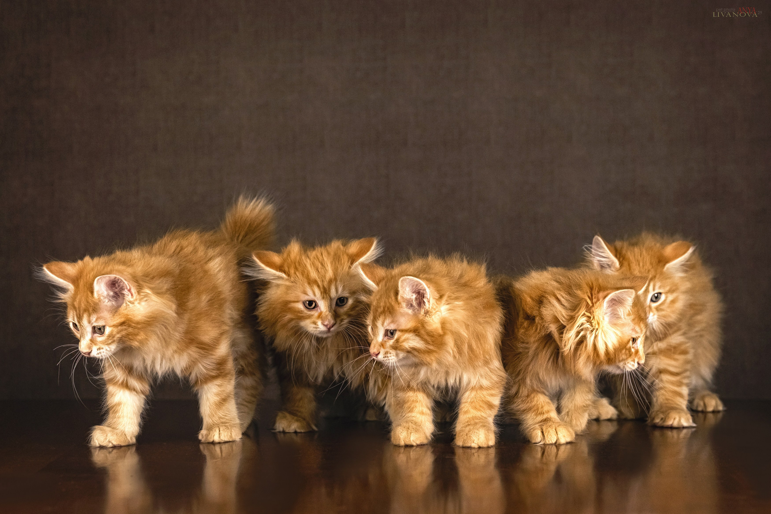 Бобтейлы. Фотограф анималист Аня Ливанова | Рыбинск