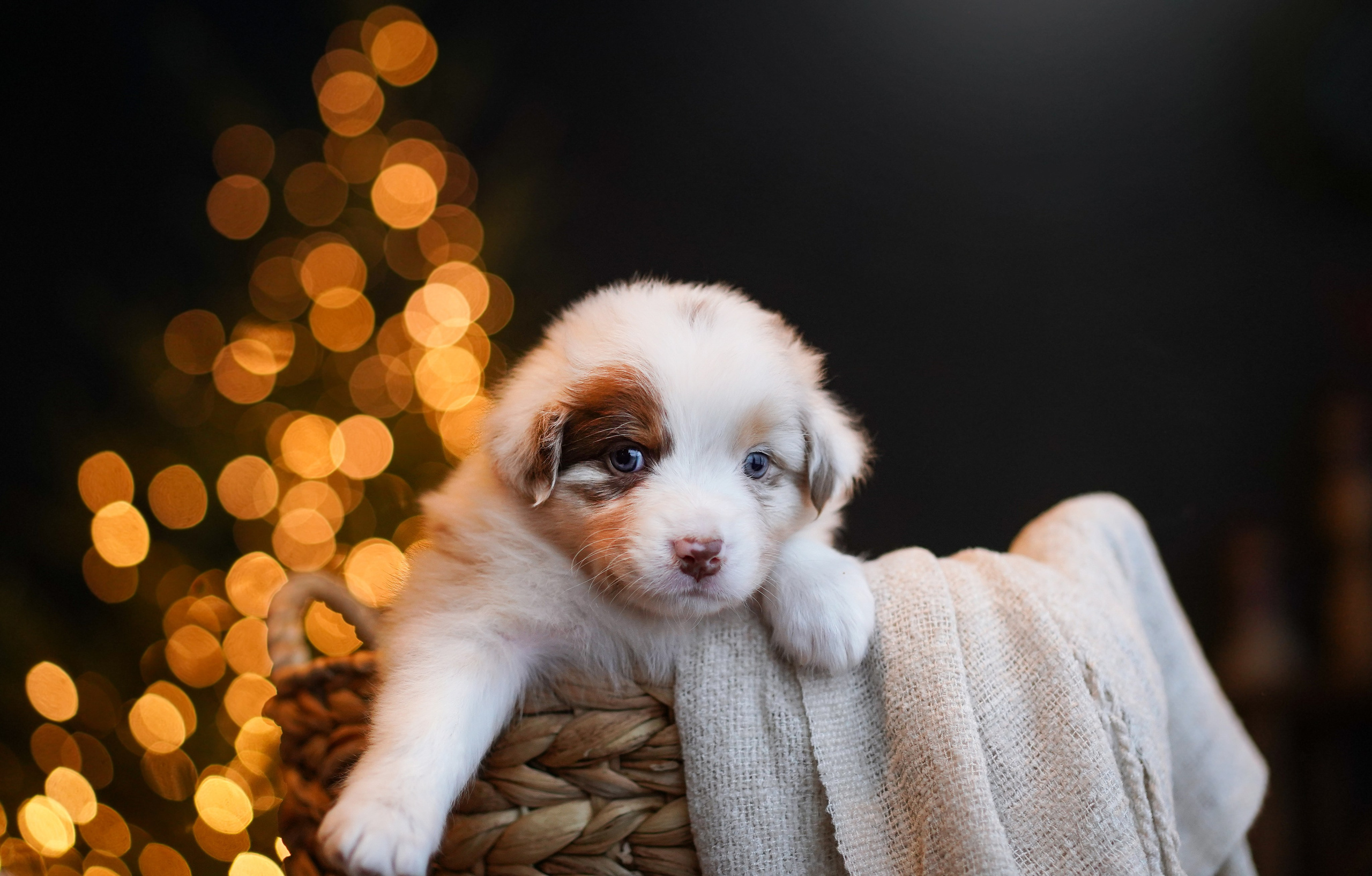 Съемка щеночков в студии. Фотограф-анималист в Санкт-Петербурге Яна Мартынова