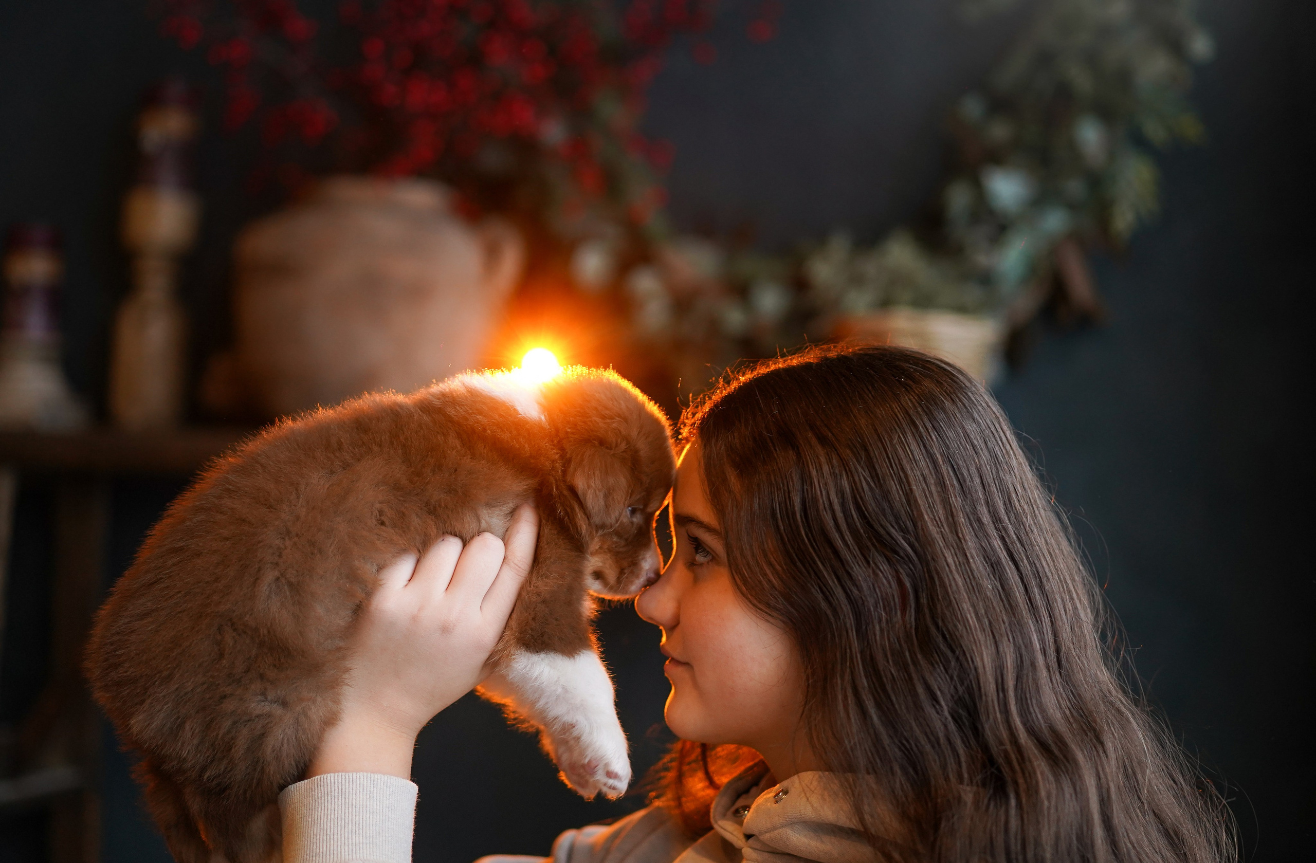 Щенки австралийской овчарки. Фотограф-анималист в Санкт-Петербурге Яна Мартынова