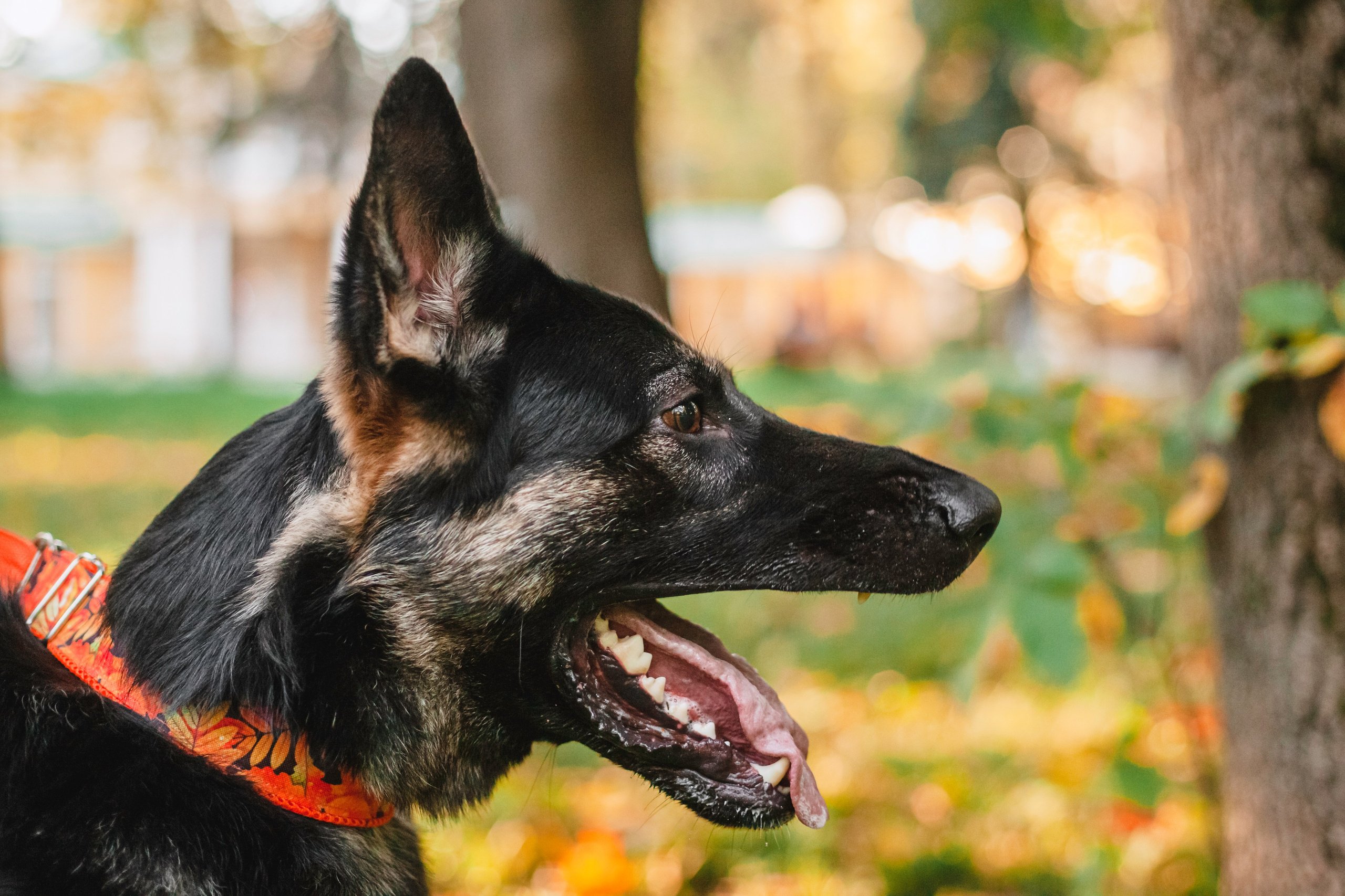 Илай. Фотограф-анималист Татьяна Степанова