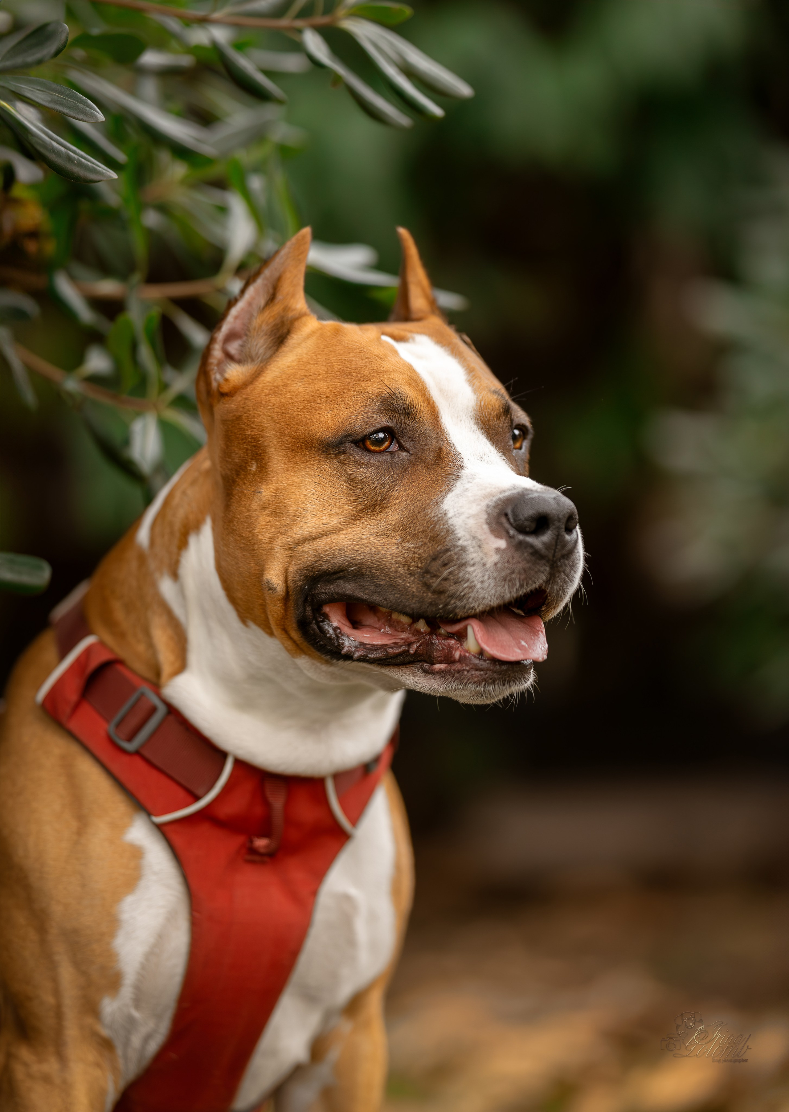 Джастин, Стаффорд. Ирина Голомб|Фотограф-анималист в  Сочи и Калининграде