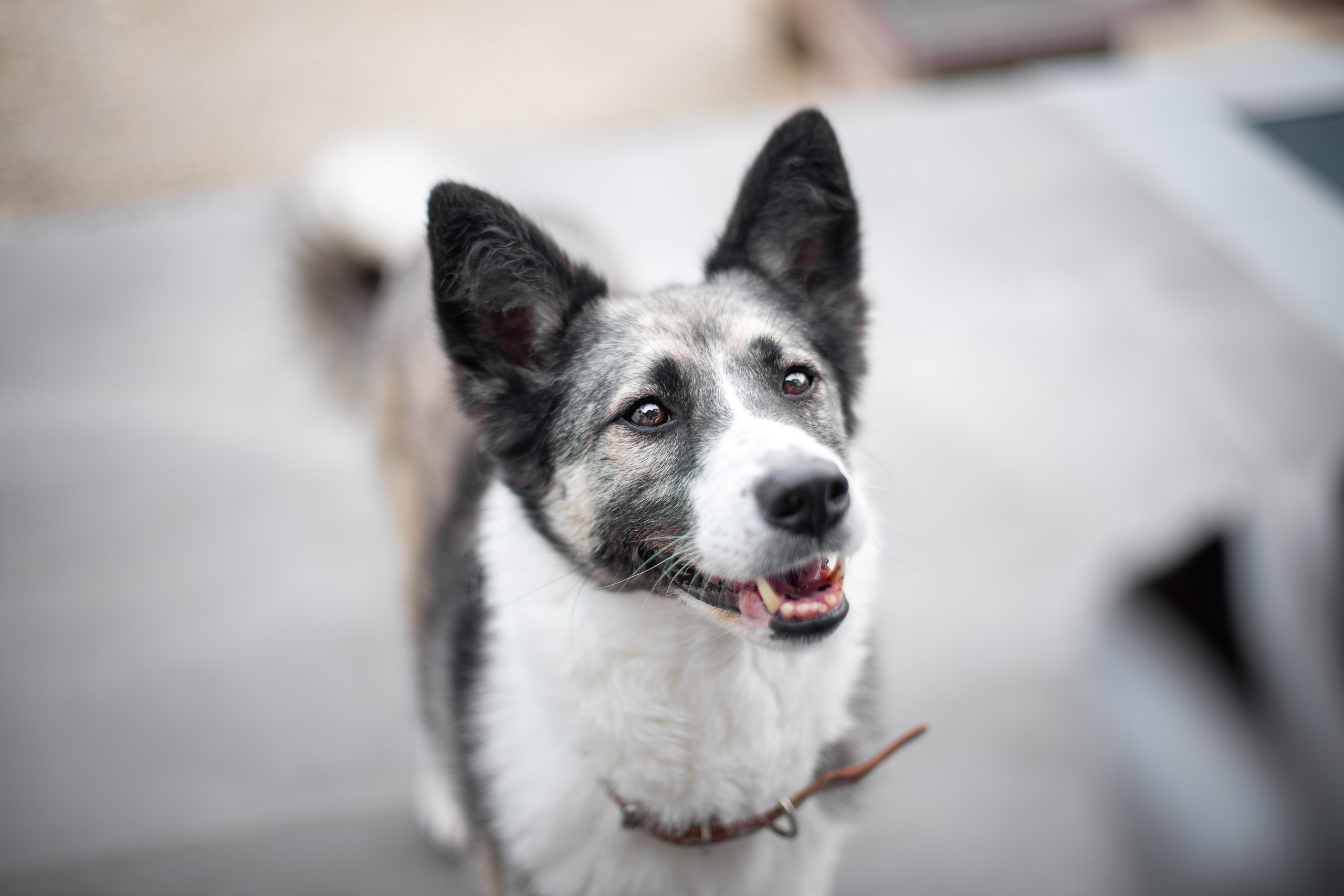 Мини-приют «Возрождение». Ирина Голомб|Фотограф-анималист в  Сочи и Калининграде