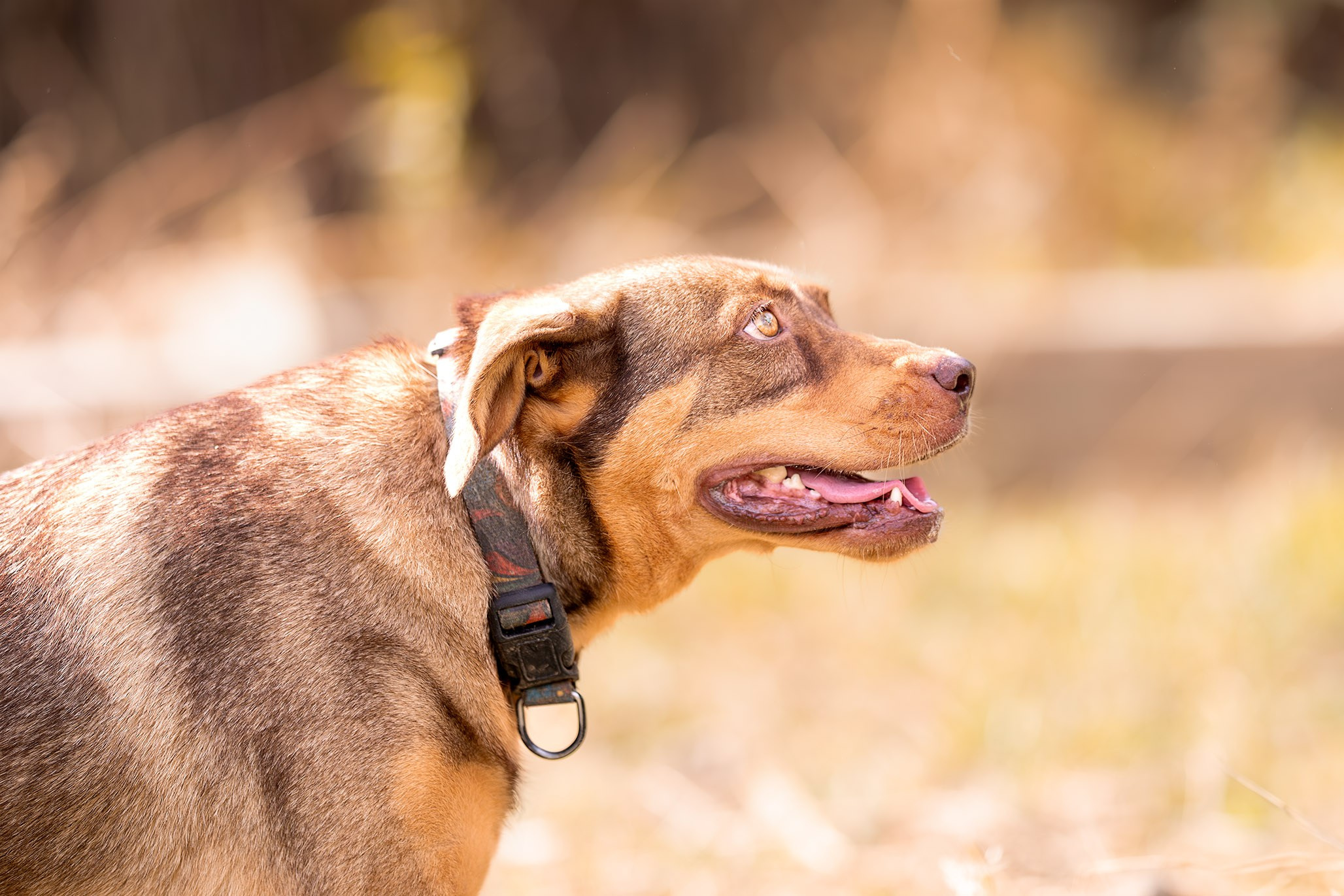 Приют Бим. Ирина Голомб|Фотограф-анималист в  Сочи и Калининграде