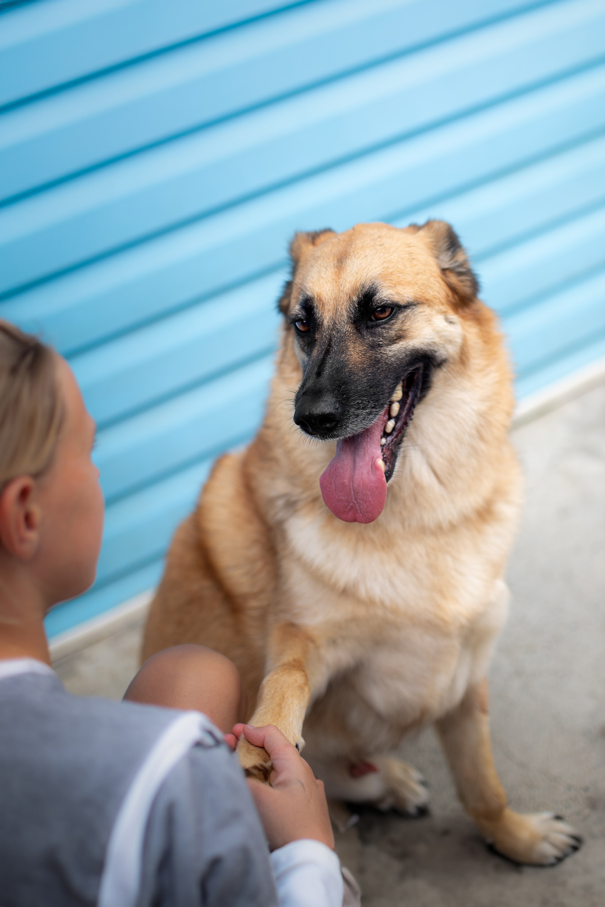Мини-приют «Возрождение». Ирина Голомб|Фотограф-анималист в  Сочи и Калининграде