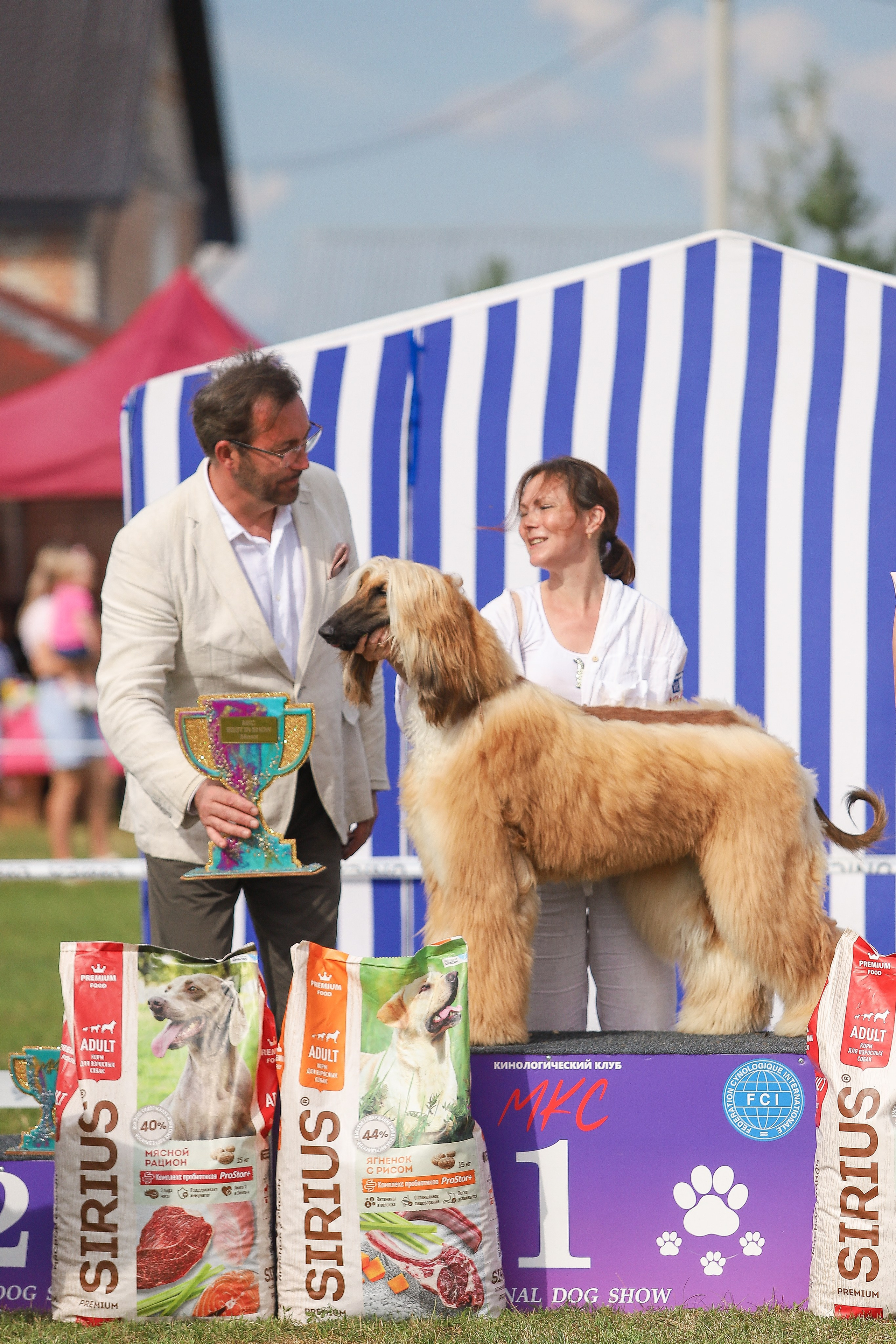 Республиканская выставка собак всех пород. Галерея фотографий афганской борзой