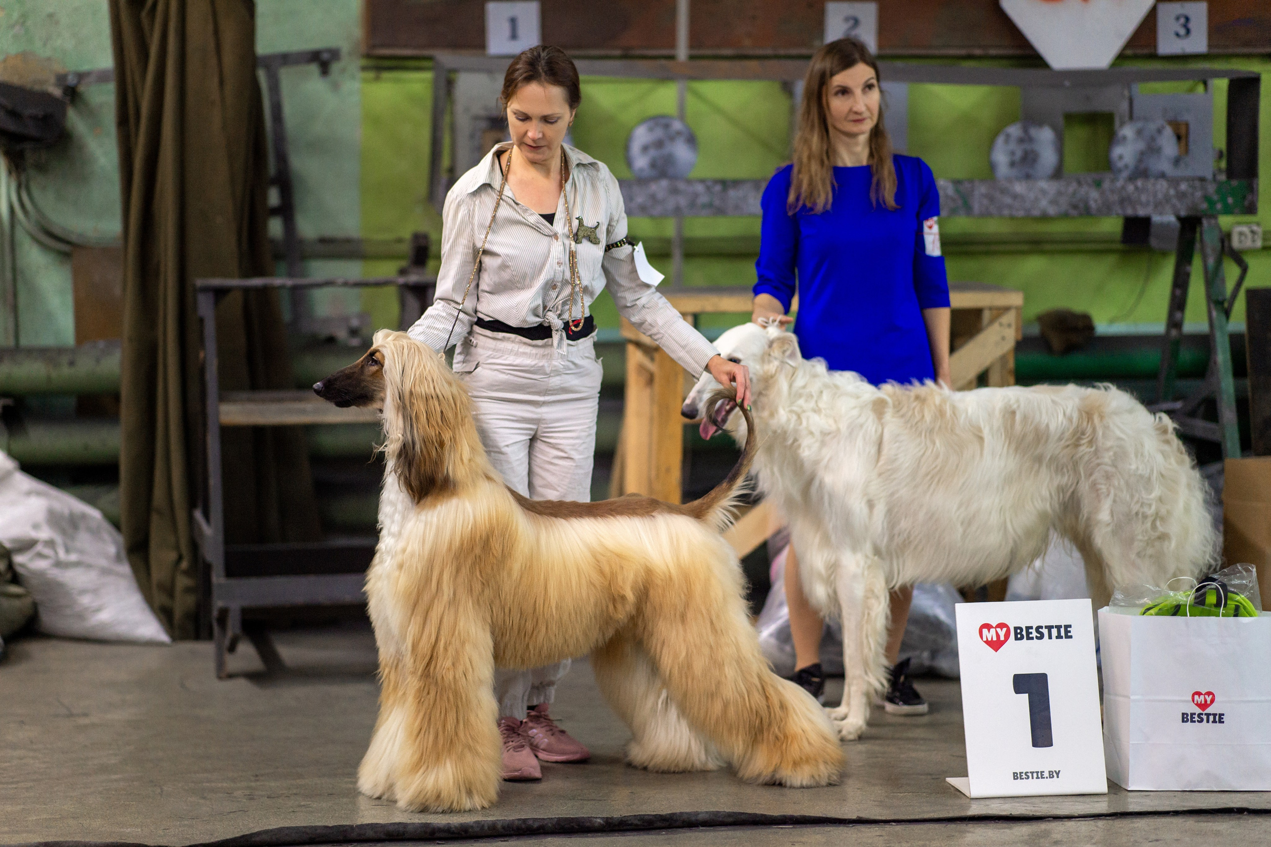 07.11.2025 Клуб Хобби Республиканская выставка собак всех пород. Галерея фотографий афганской борзой