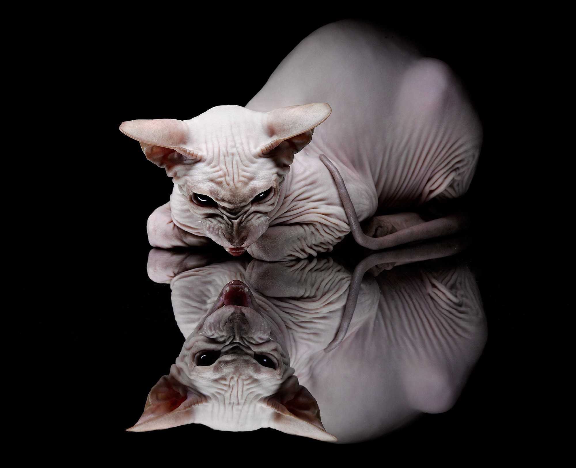 СЪЕМКА ЖИВОТНЫХ. Фотостудия Игоря Сахарова (Санкт-Петербург)