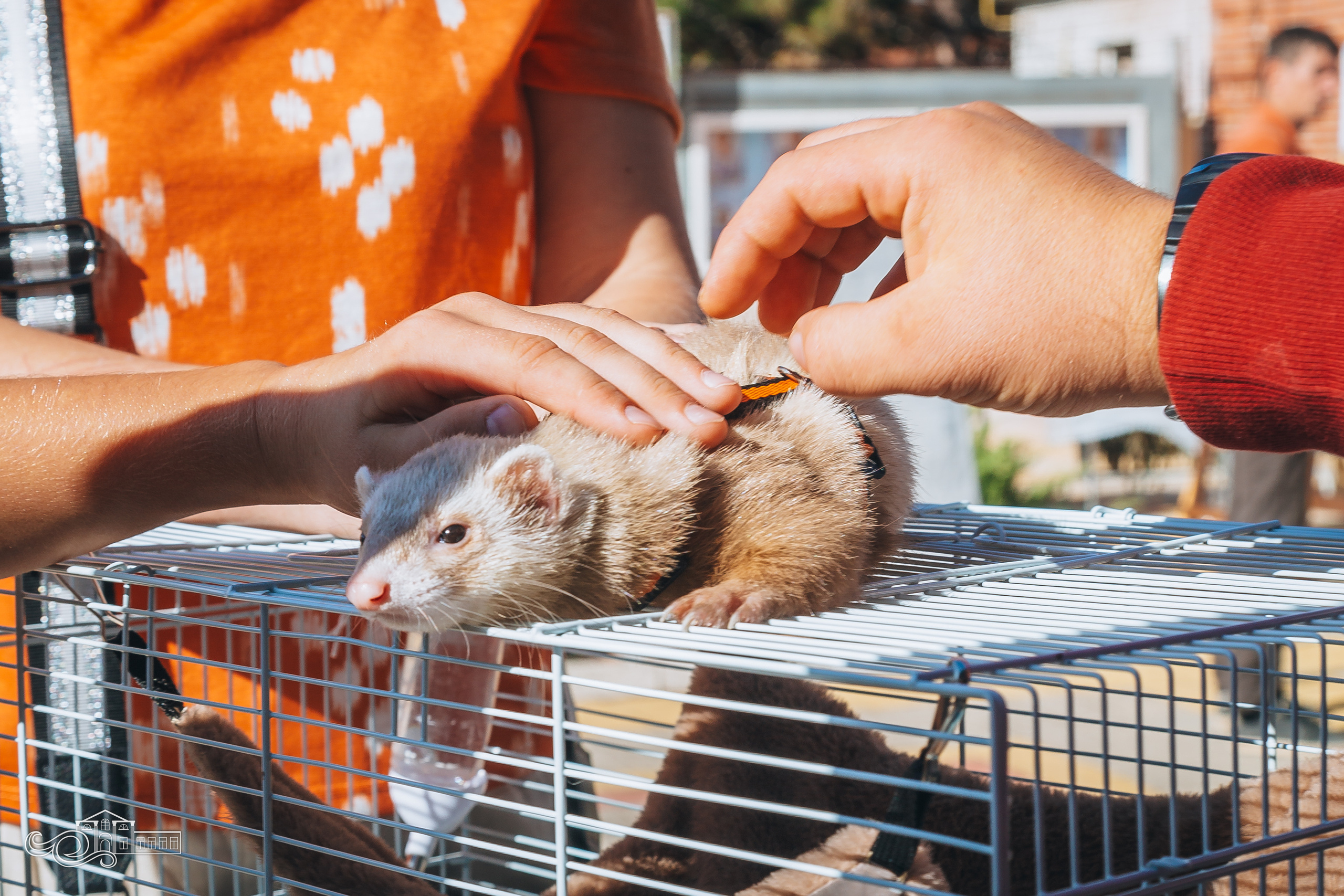 День станицы / Новотитаровская / 2023. Новотитаровский Дом культуры