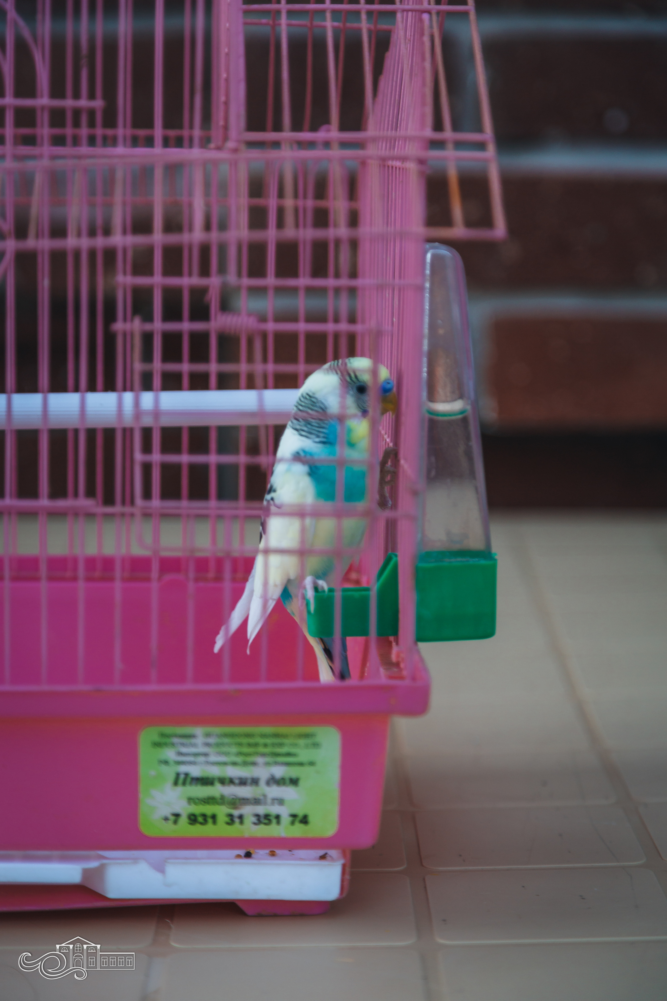 День станицы / Новотитаровская / 2023. Новотитаровский Дом культуры