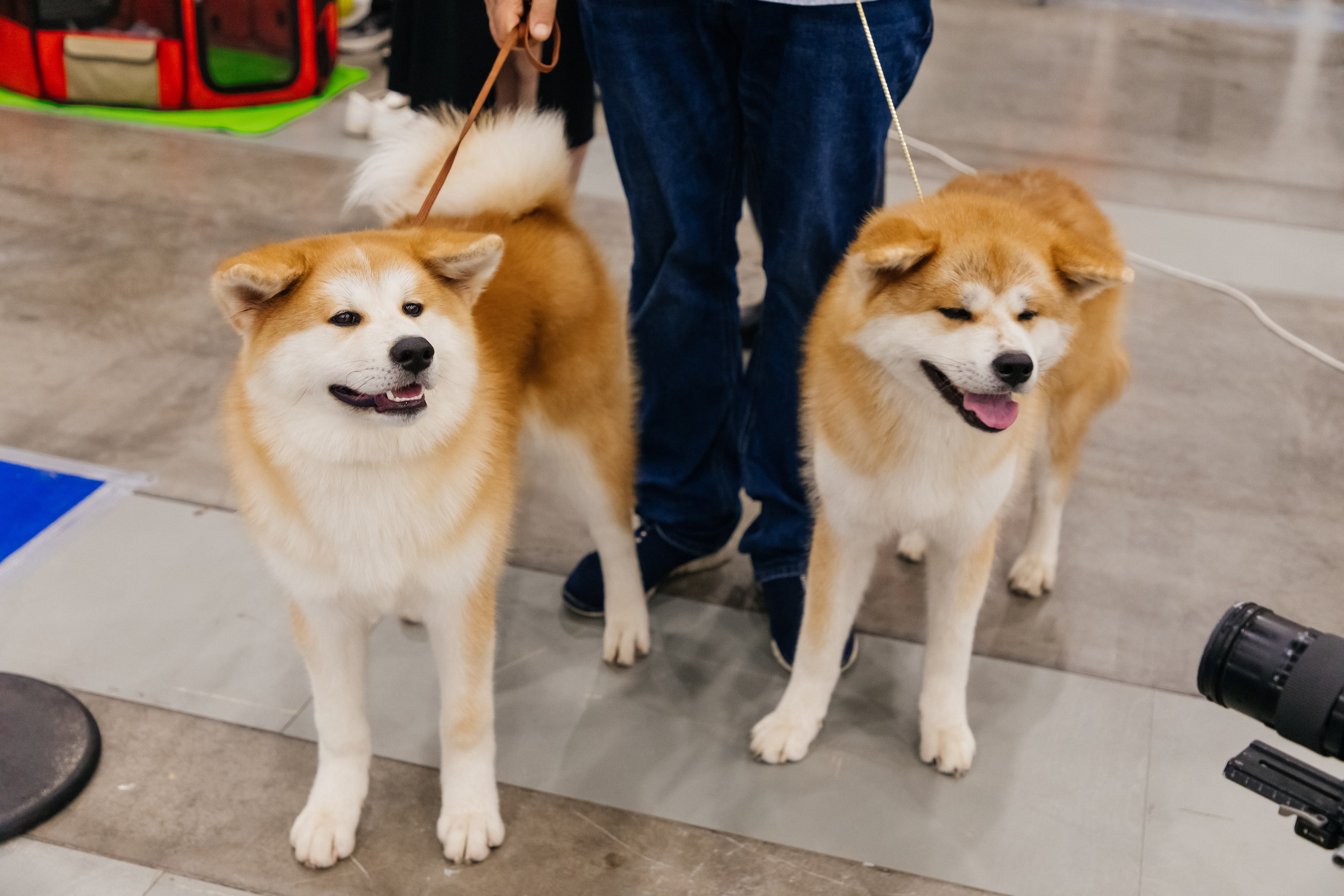 Зоошоу. Экспофорум 31.08. Выставка домашних животных. Семейный фотограф в Санкт-Петербурге Ева Маркова