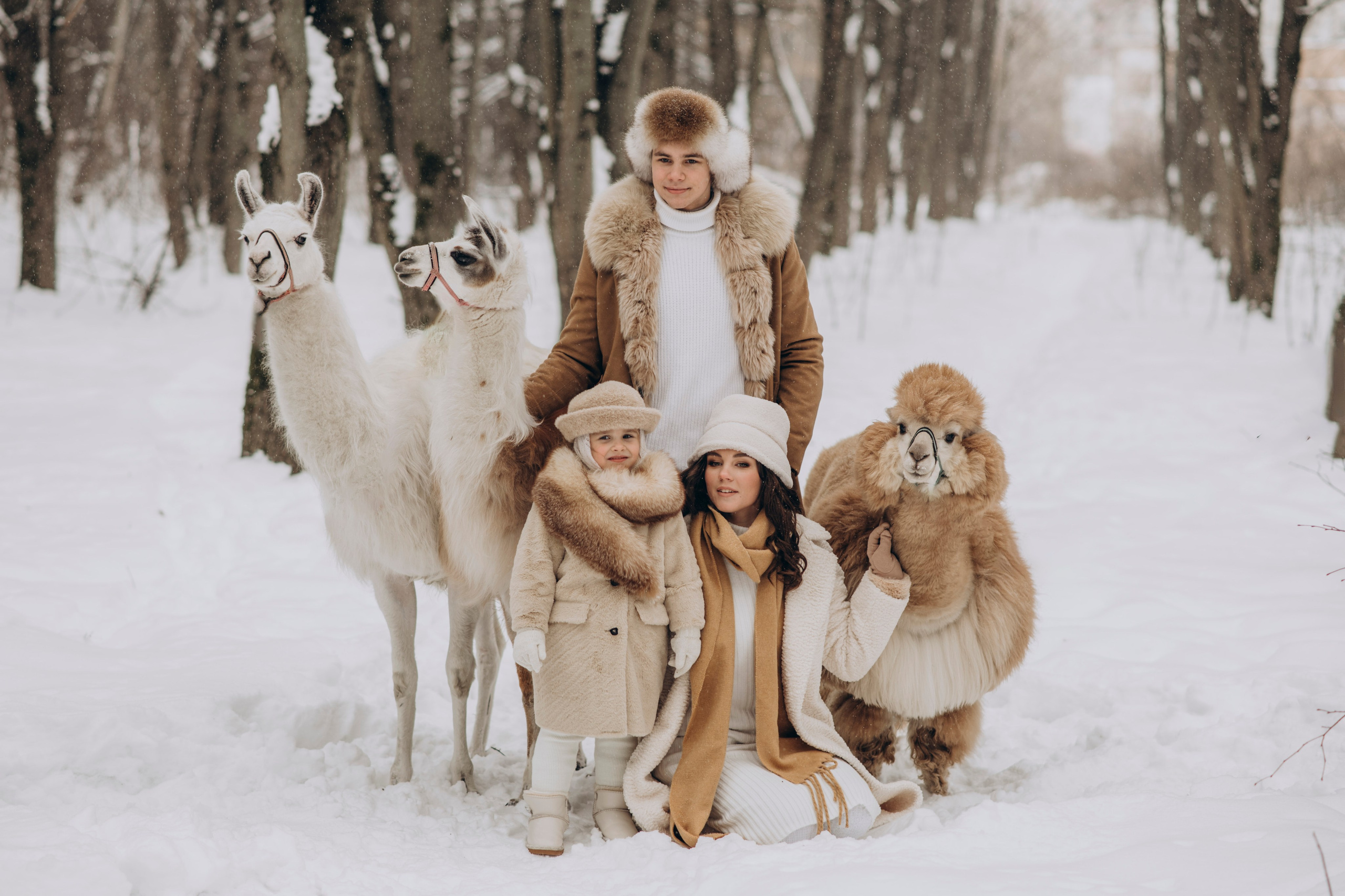 Зимняя фотосессия с Альпаками. Свадебный фотограф в Дмитрове