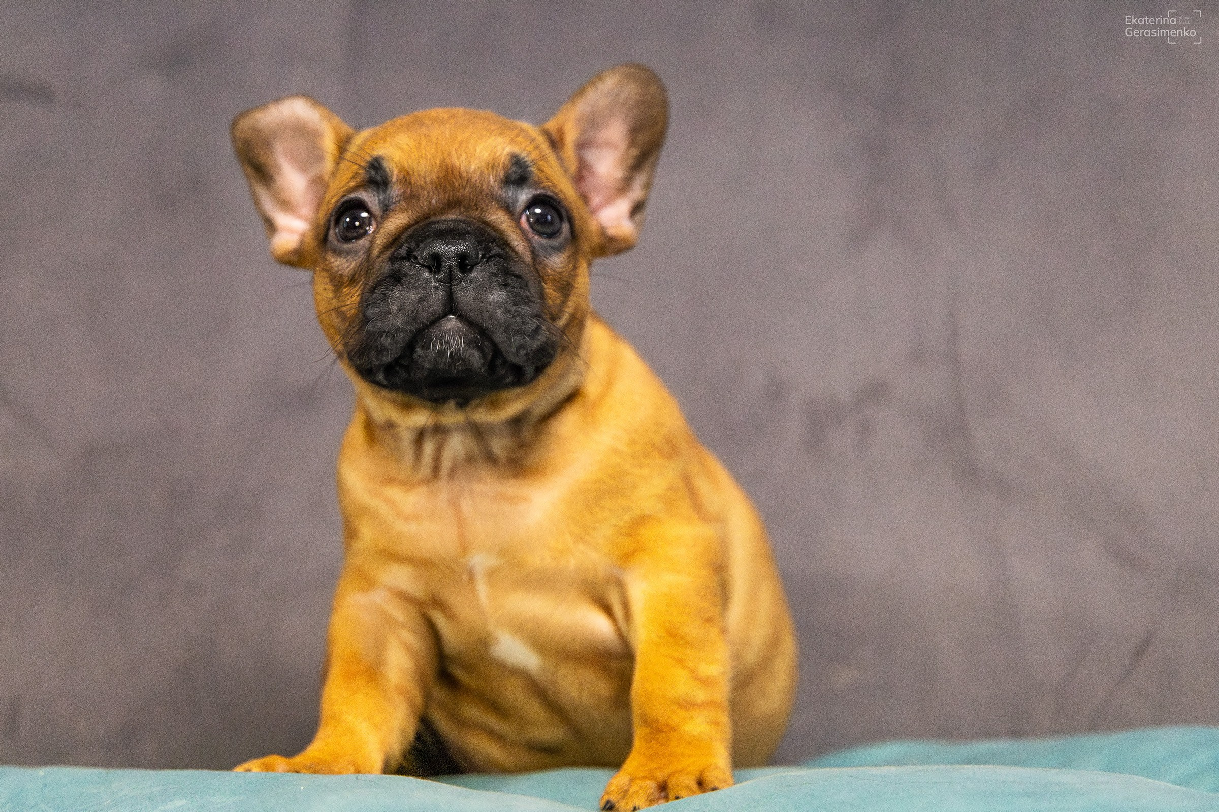 Щенки французского бульдога. Htykk_photo