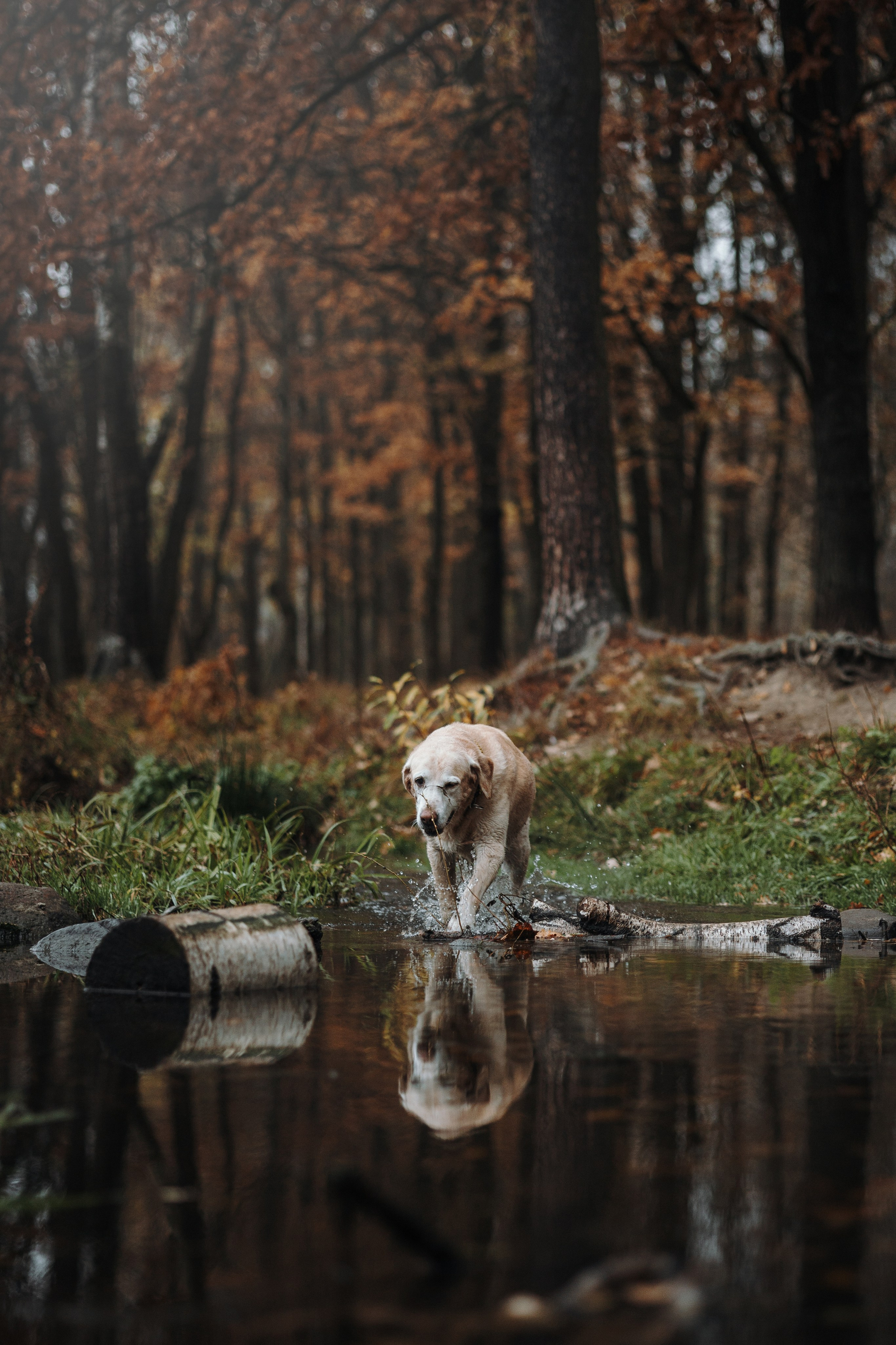 Оксана и Барон. Фотограф — Анималист | Санкт-Петербург