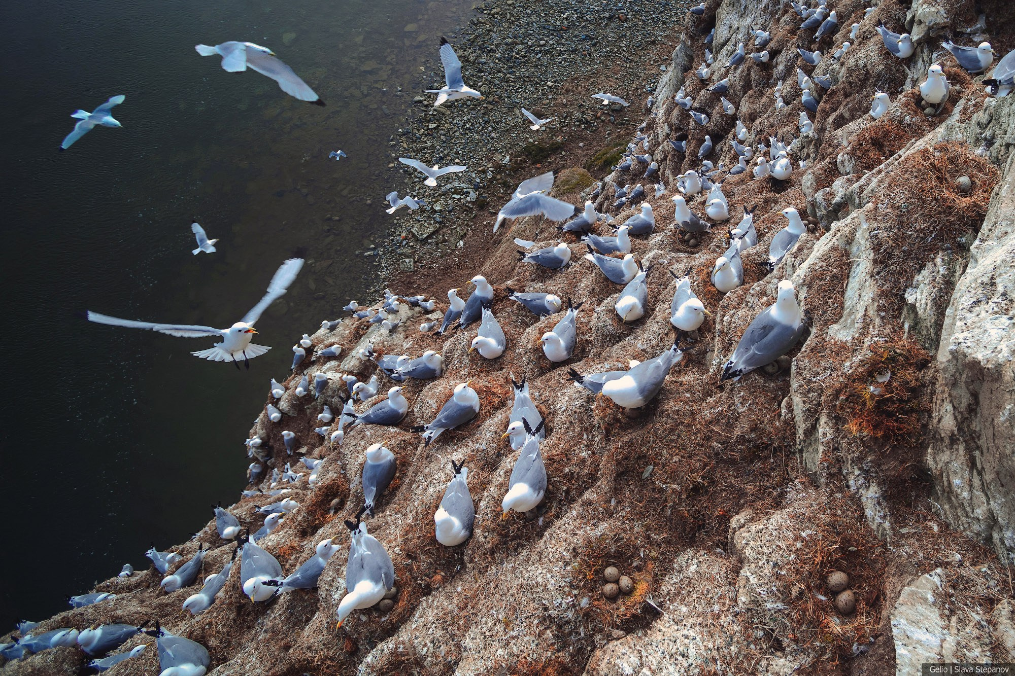Природа. Фотограф Слава Степанов, Gelio
