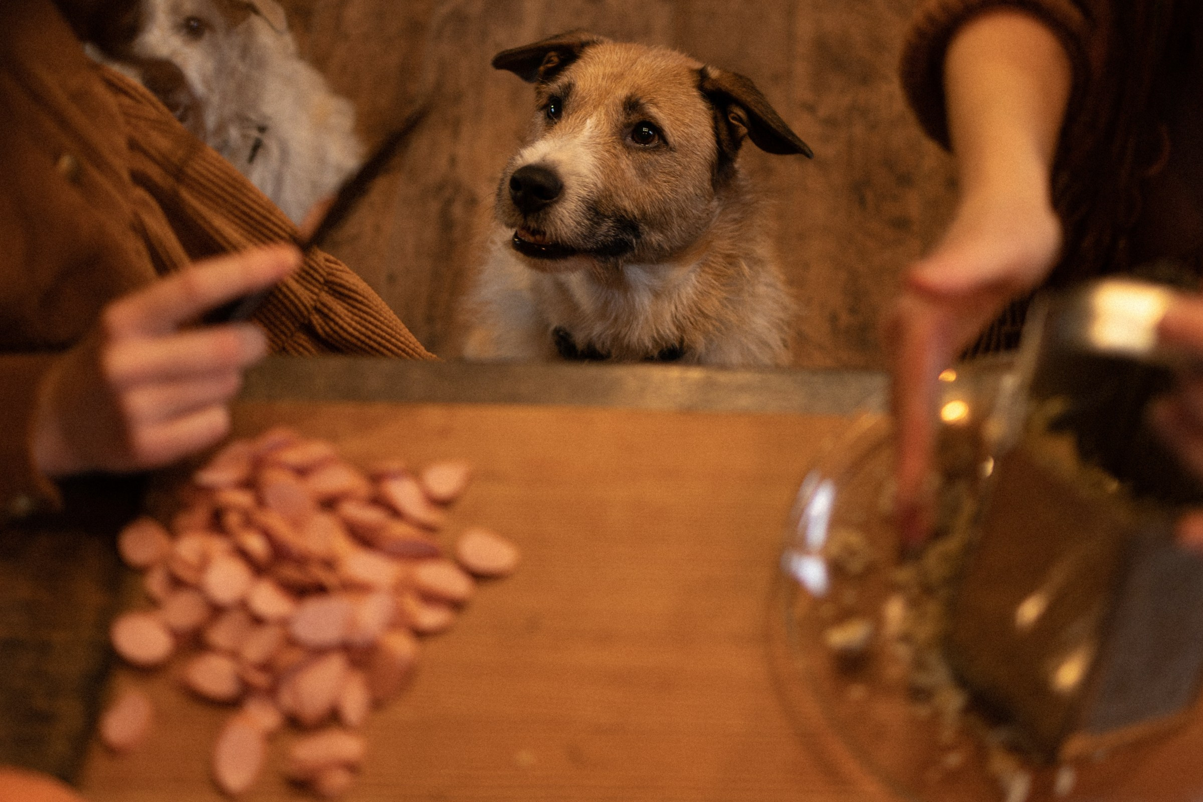 Франкенвини. Фотограф Daria Wilner