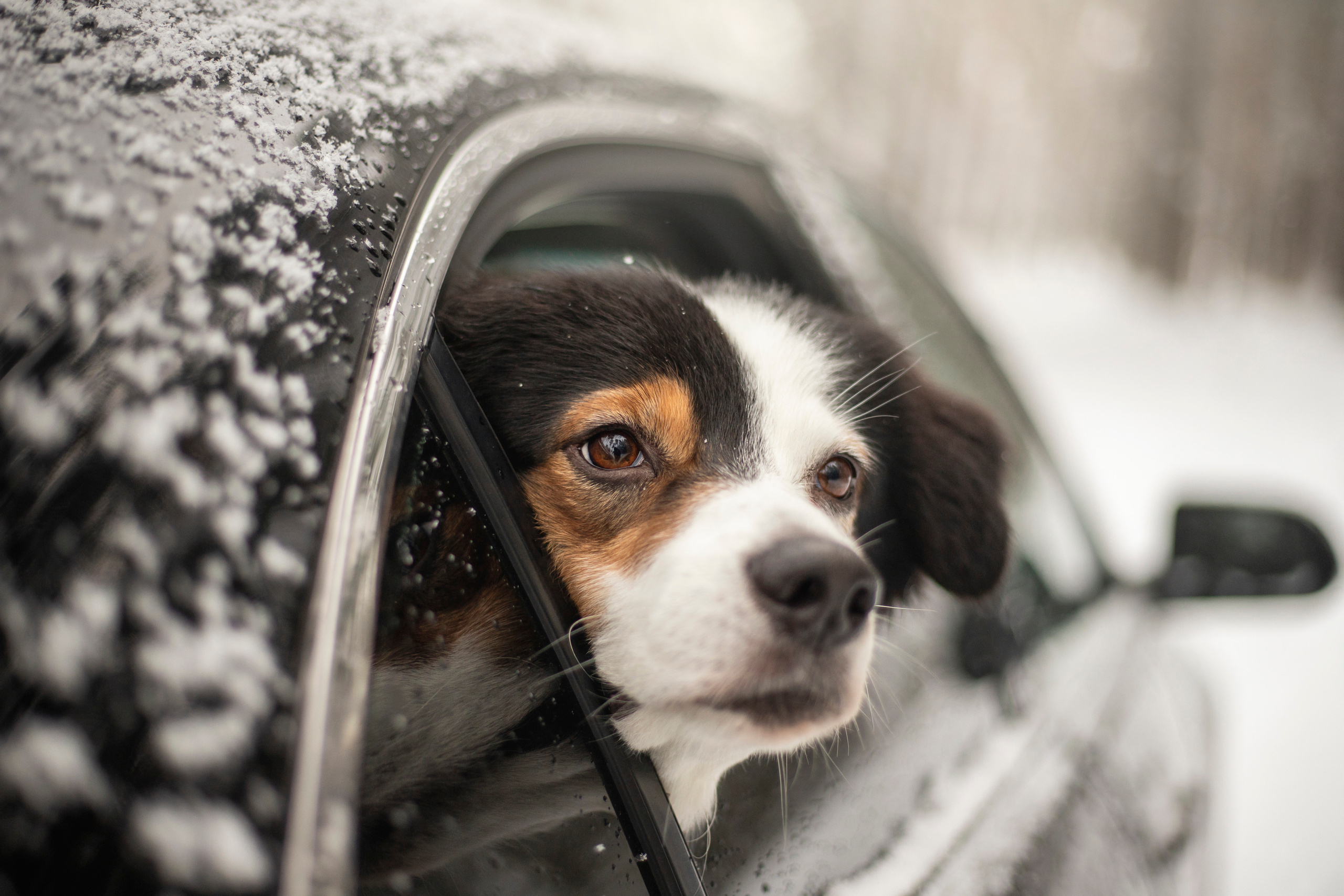 Делик, Скай и их семья. Фотограф — Анималист | Санкт-Петербург