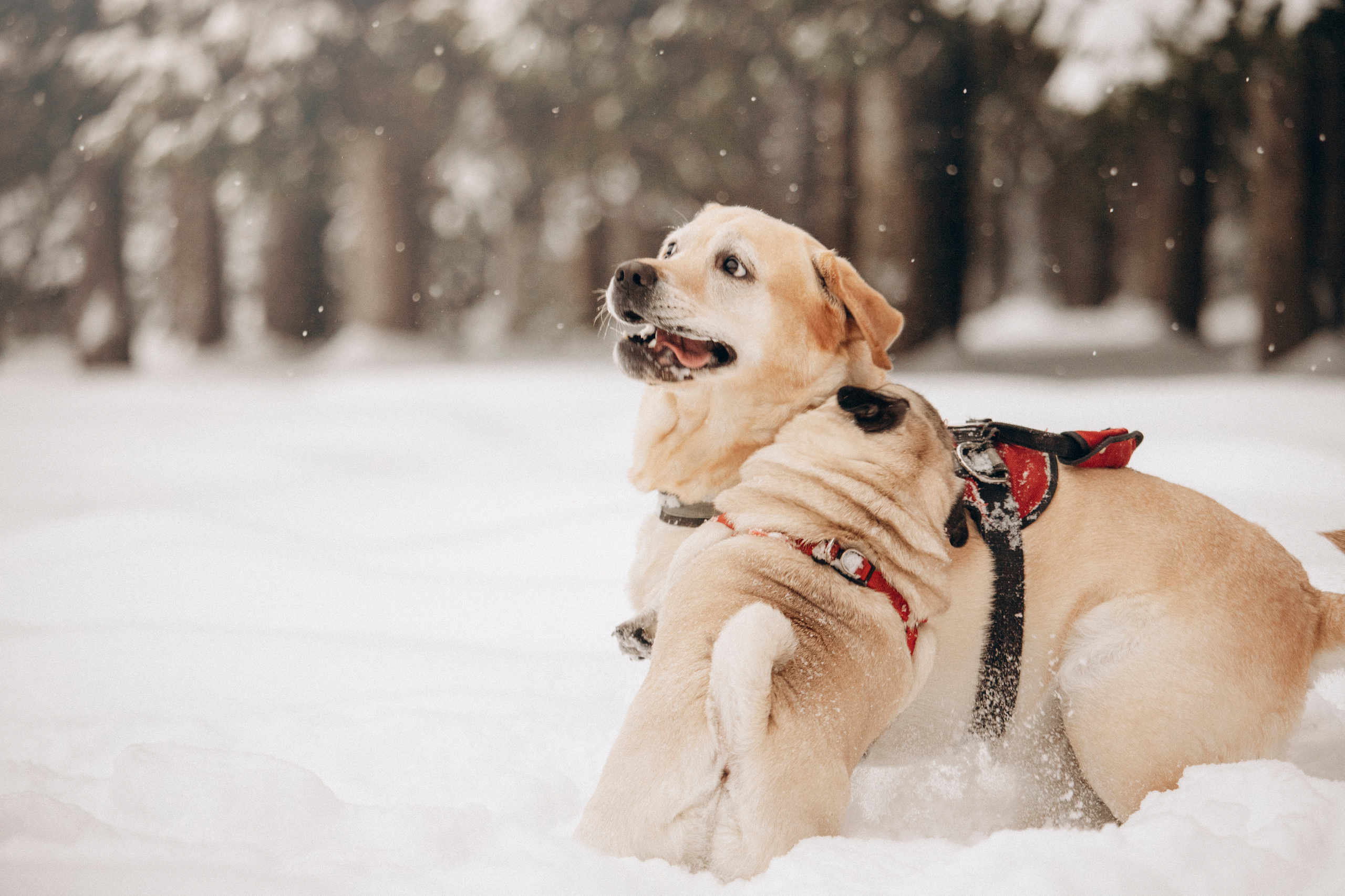 Марго, Степа и их семья. Фотограф — Анималист | Санкт-Петербург
