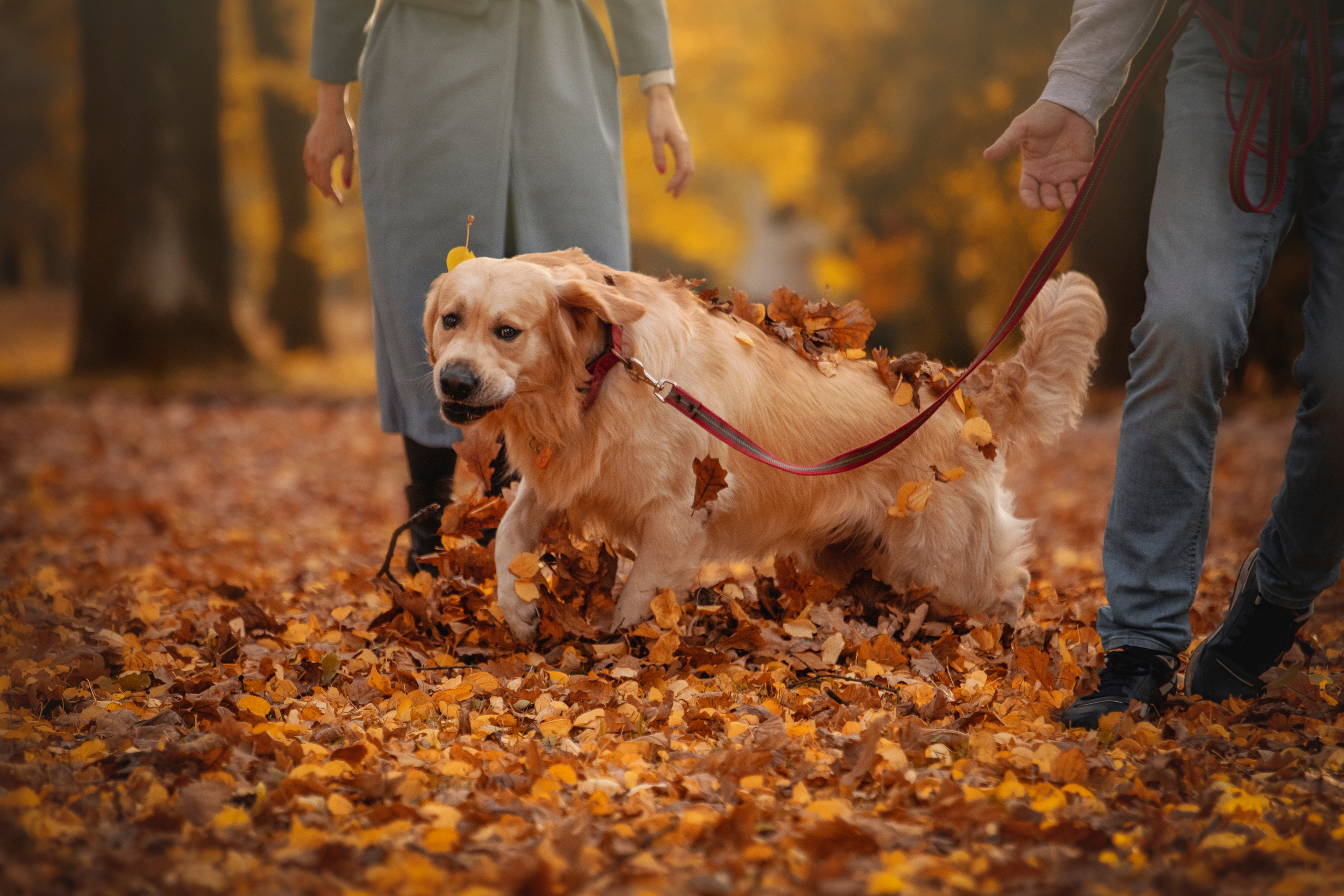 Лёвушка и его семья. Фотограф — Анималист | Санкт-Петербург