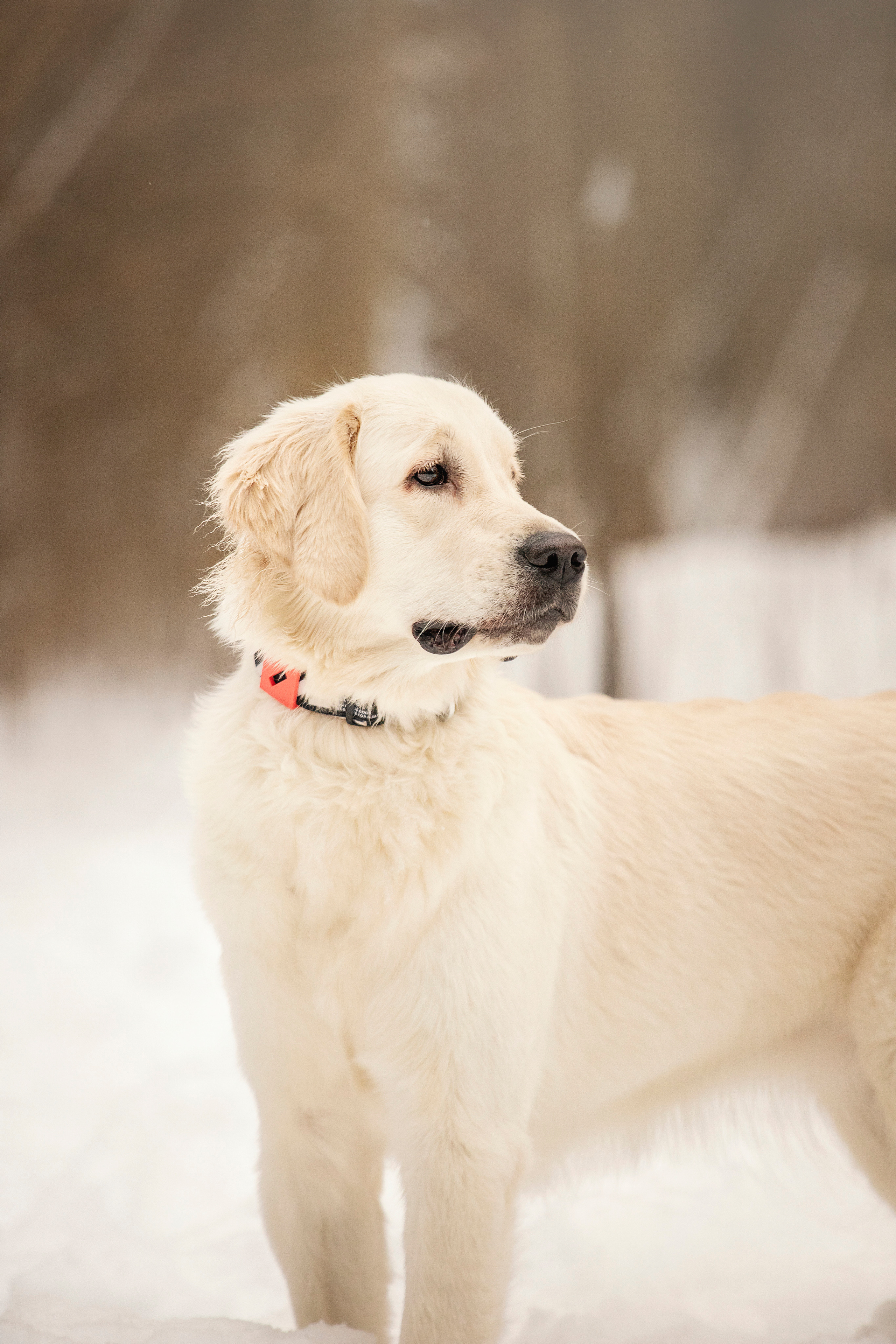 Милка и ее семья. Фотограф — Анималист | Санкт-Петербург