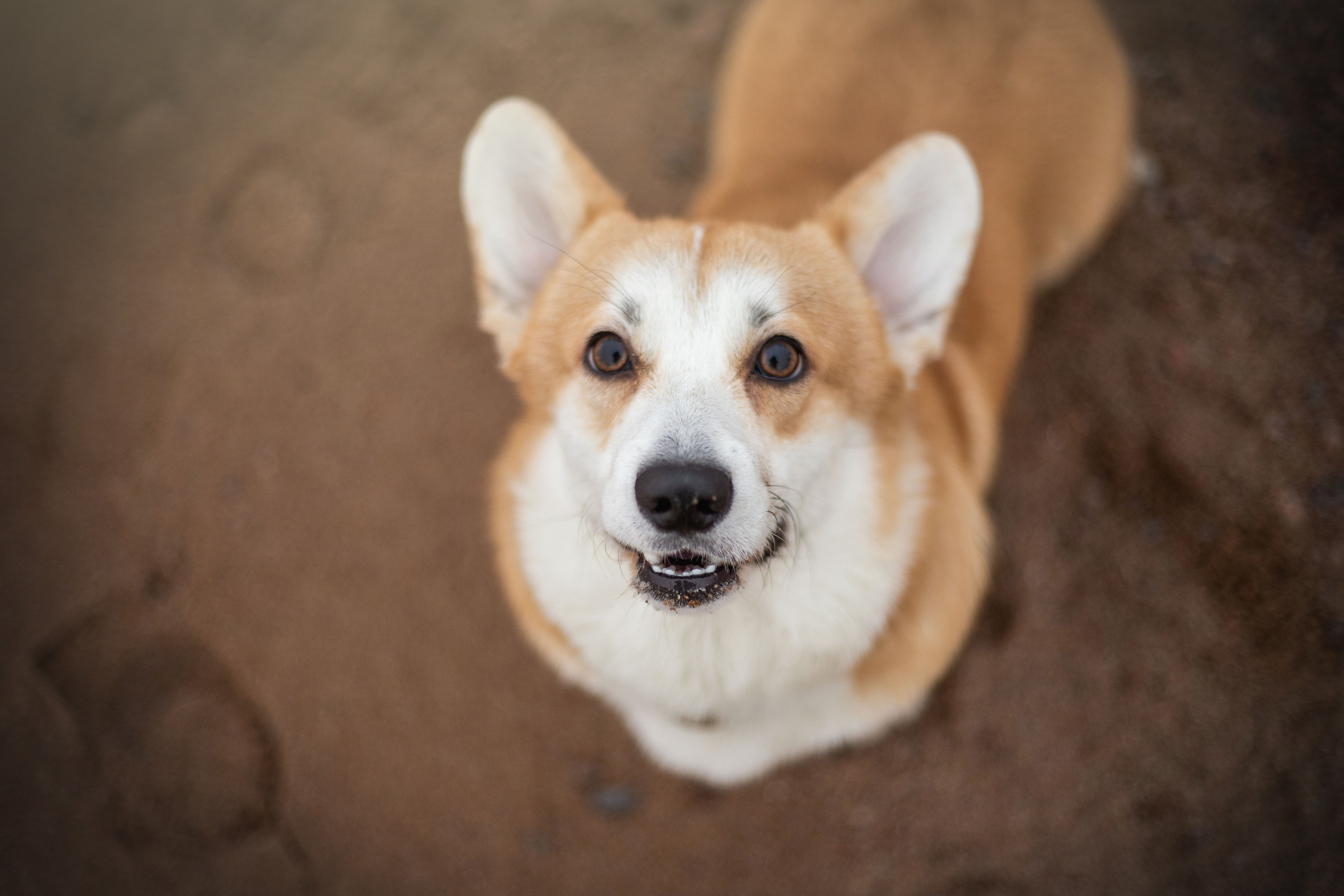 Барни и его семья. Фотограф — Анималист | Санкт-Петербург