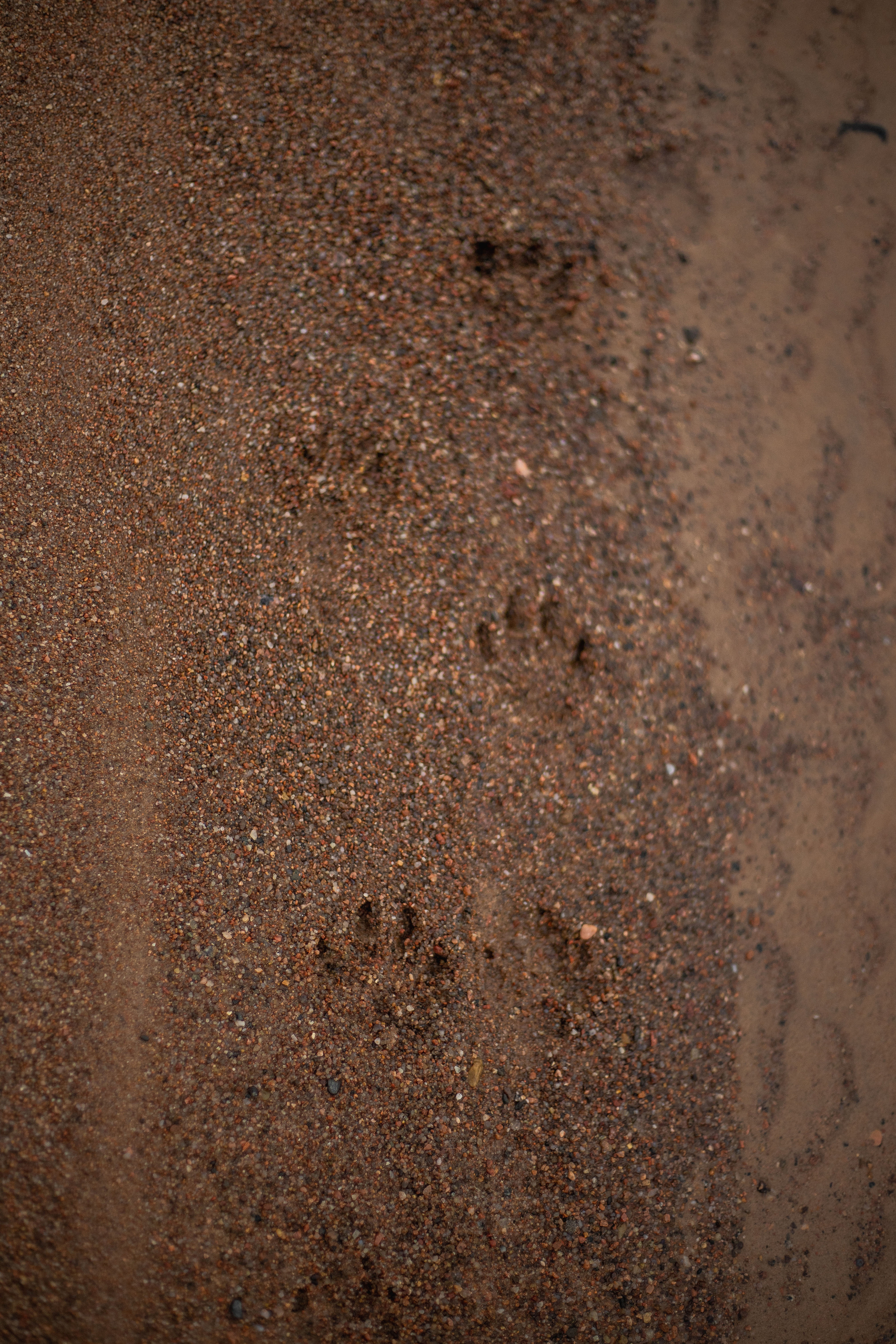 Барни и его семья. Фотограф — Анималист | Санкт-Петербург