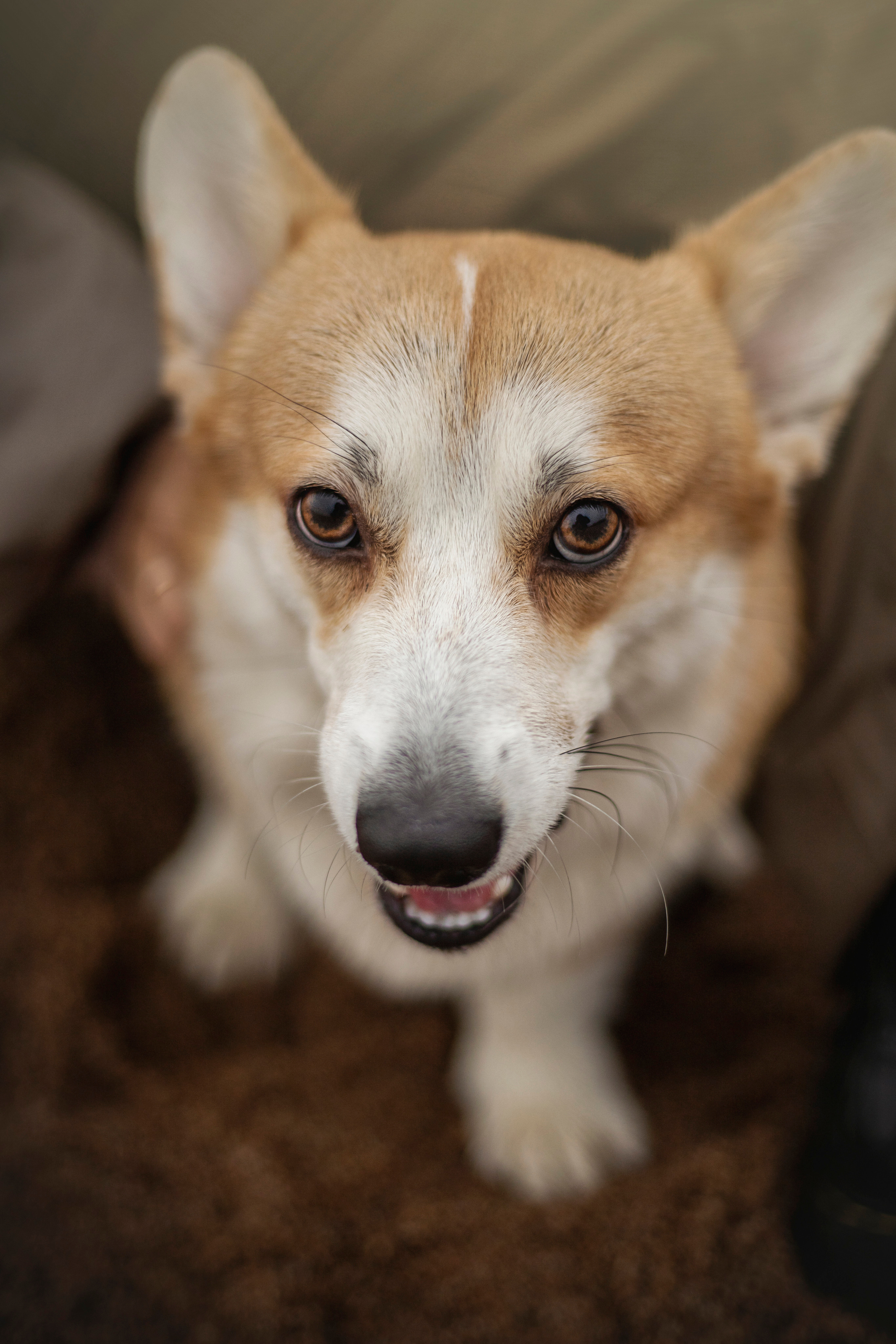 Барни и его семья. Фотограф — Анималист | Санкт-Петербург