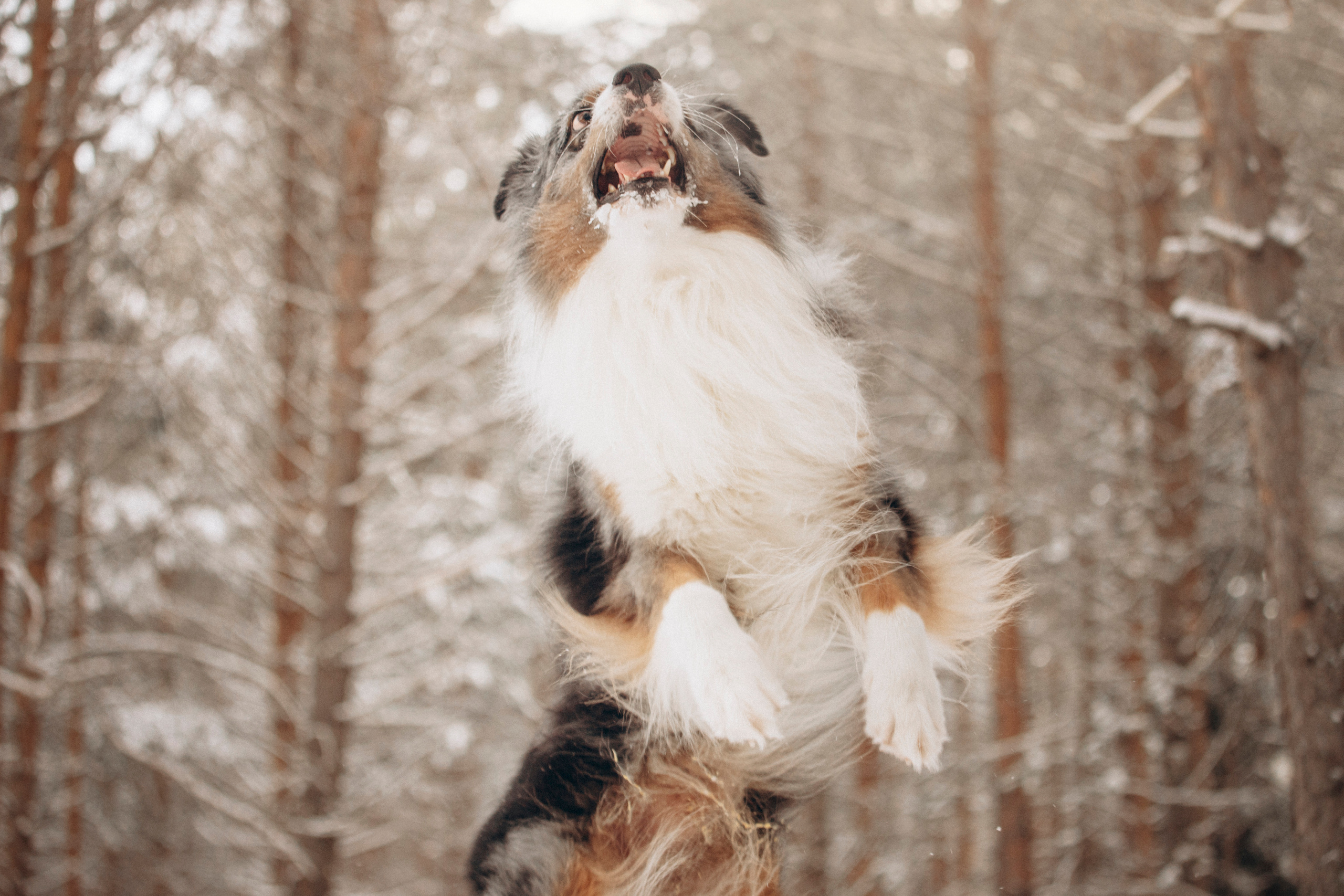 Айк и его семья. Фотограф — Анималист | Санкт-Петербург