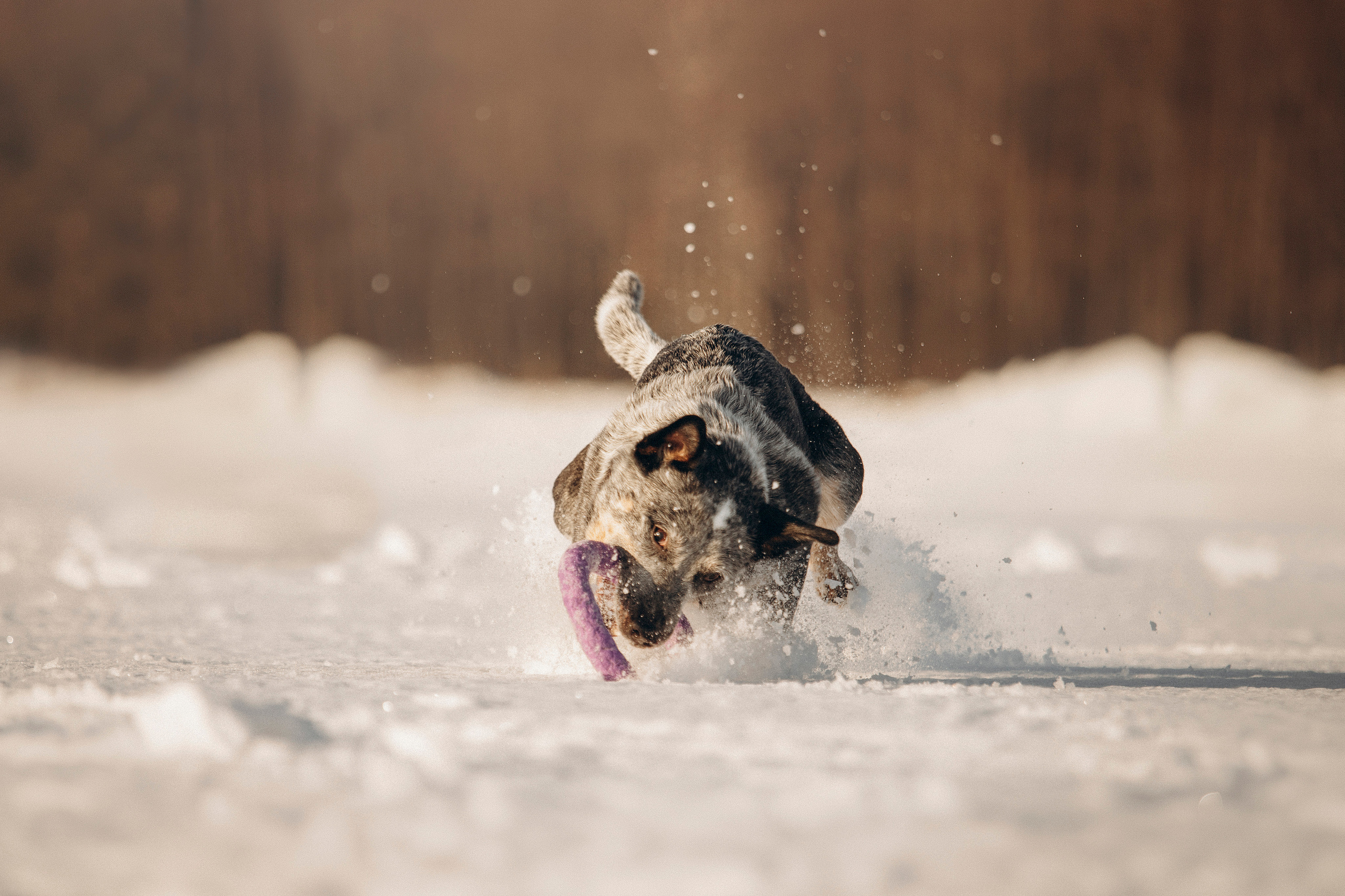 Оля и Мотя. Фотограф — Анималист | Санкт-Петербург