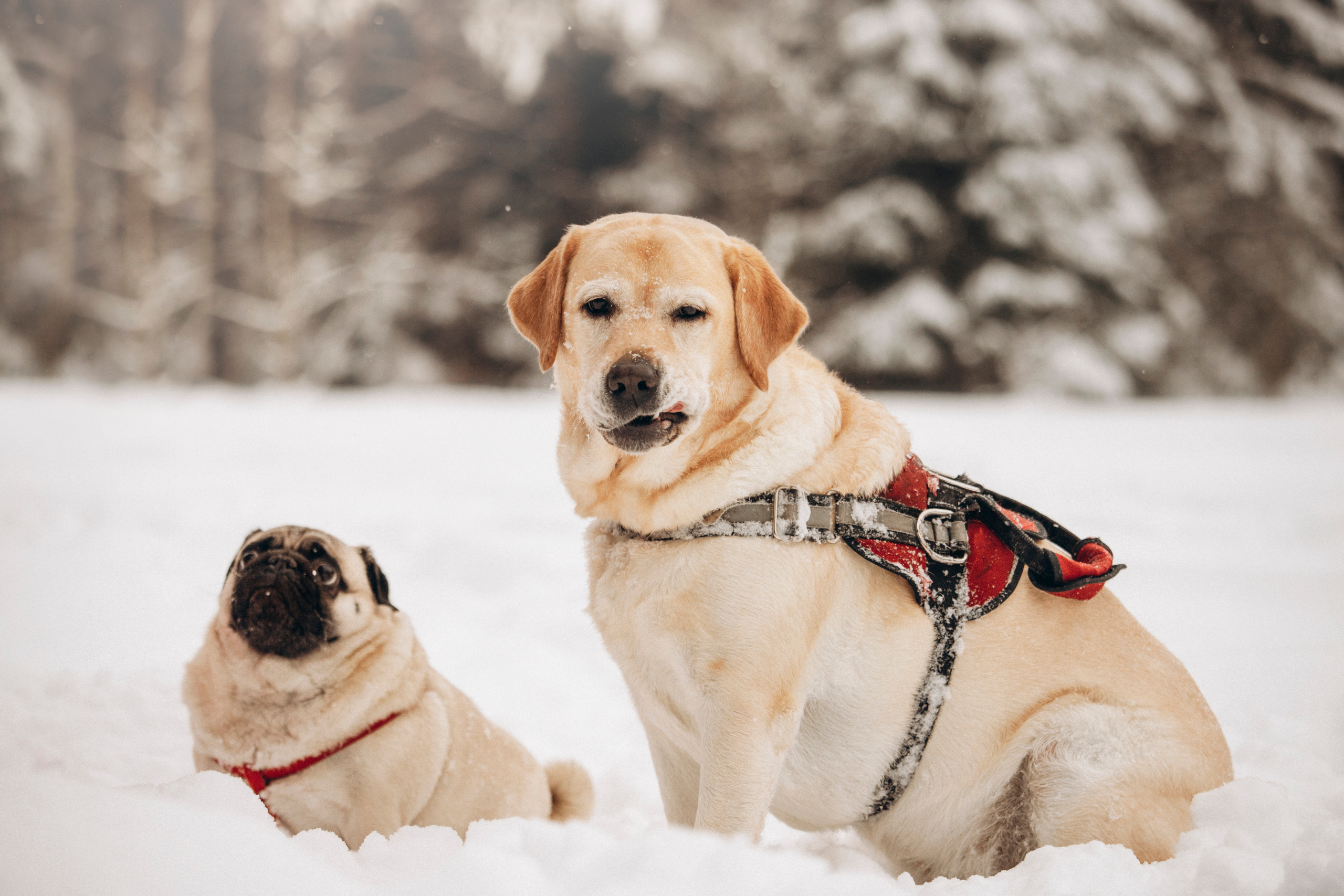Марго, Степа и их семья. Фотограф — Анималист | Санкт-Петербург