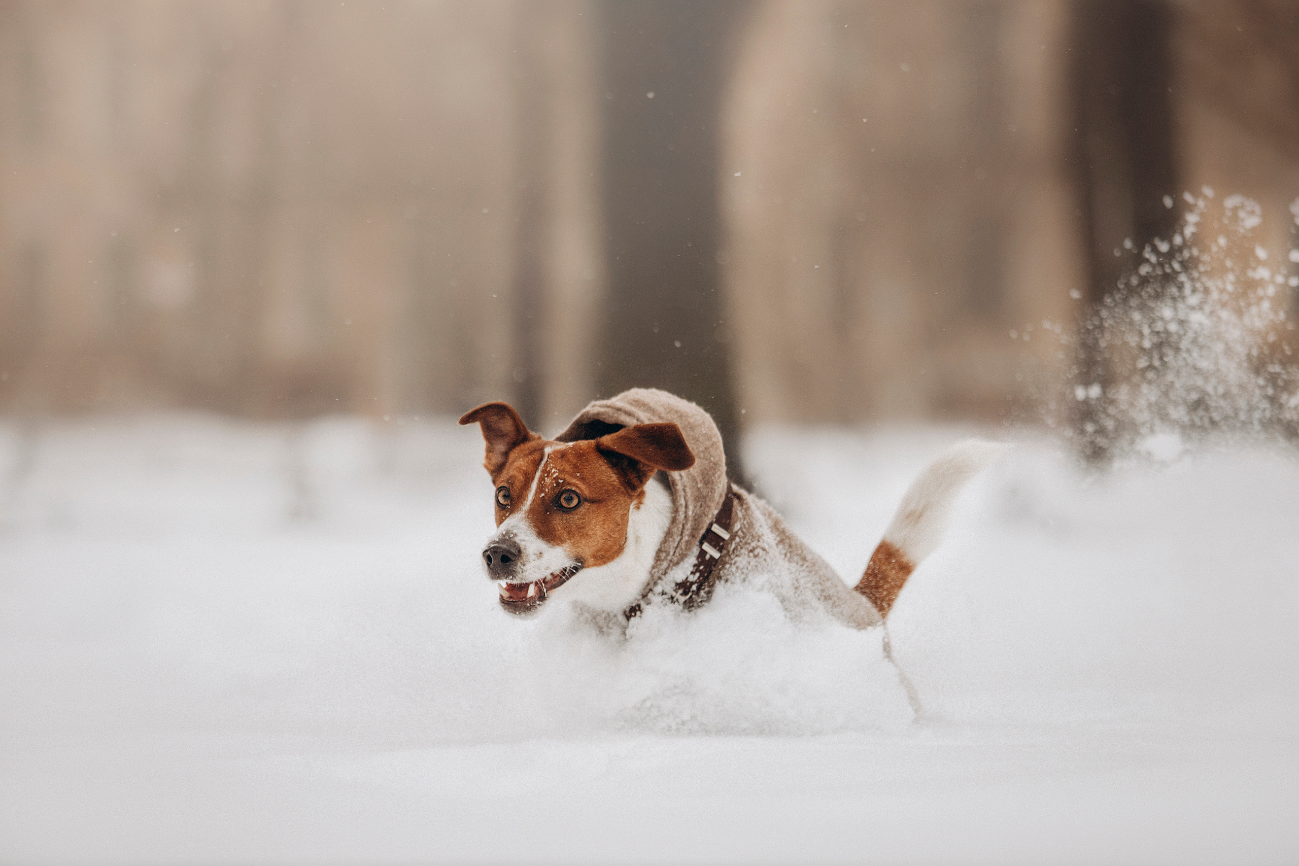 Даша и Бакс. Фотограф — Анималист | Санкт-Петербург