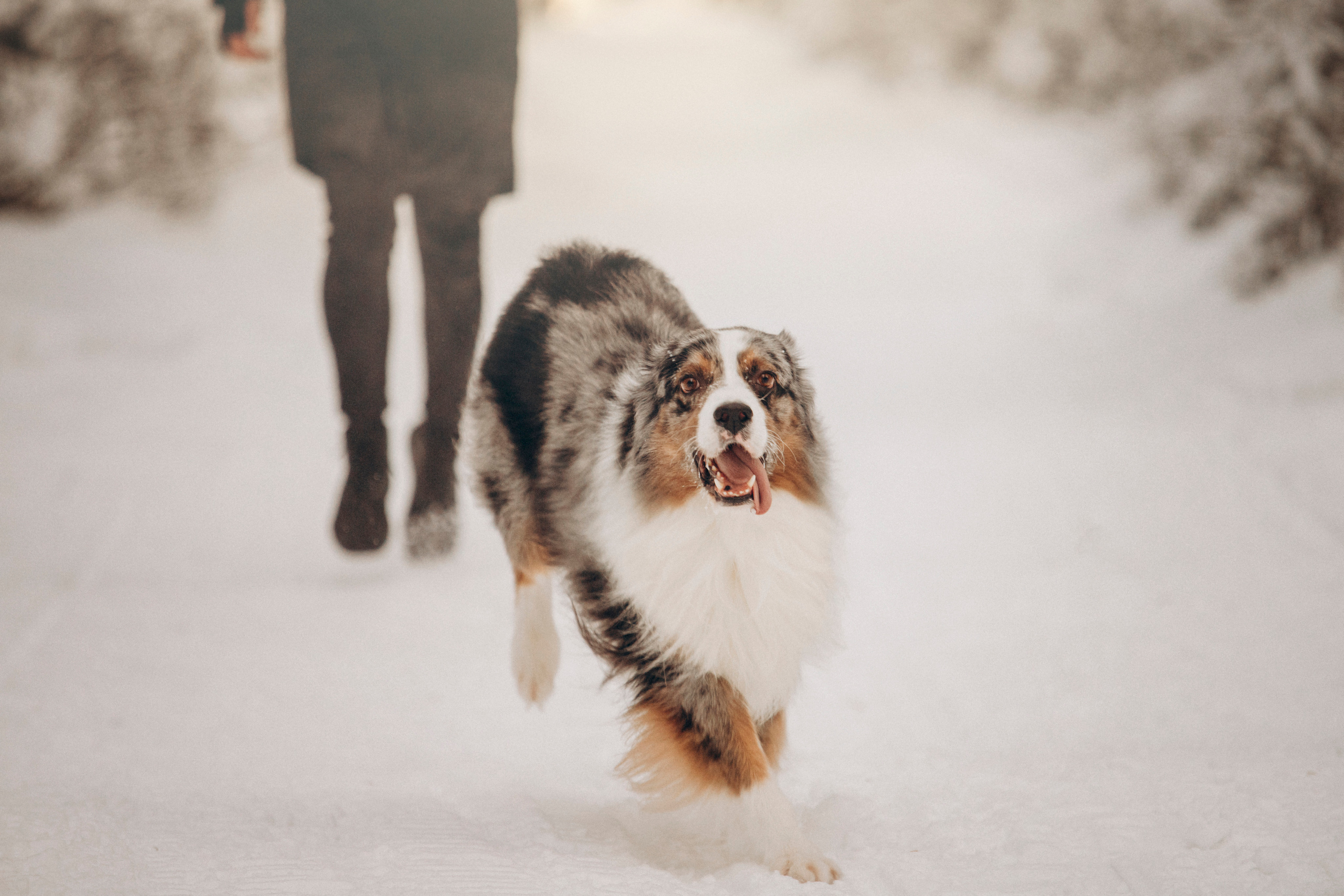 Айк и его семья. Фотограф — Анималист | Санкт-Петербург
