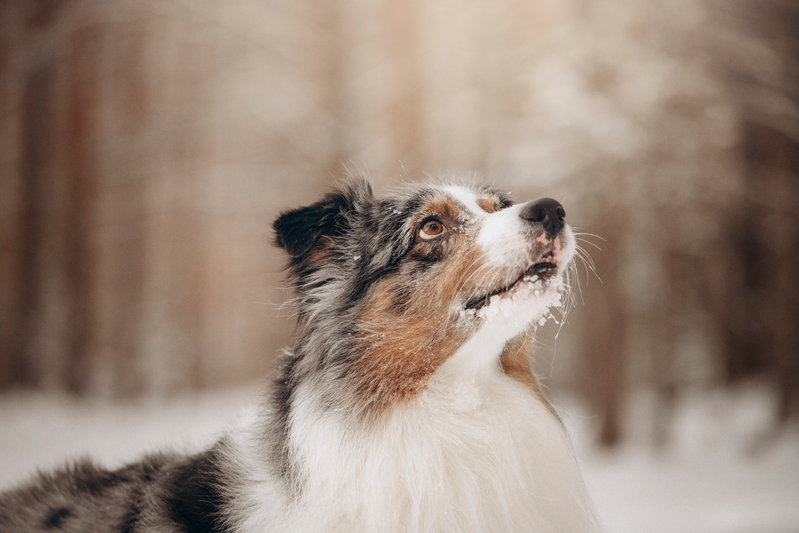 Айк и его семья. Фотограф — Анималист | Санкт-Петербург